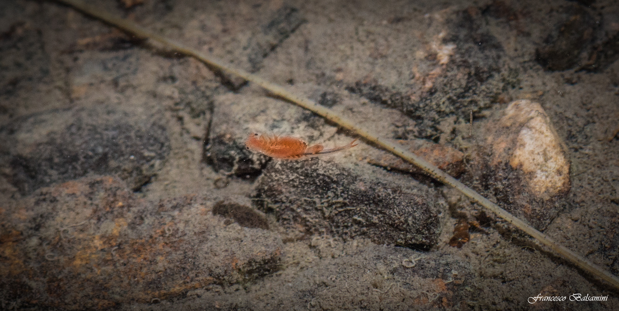 mollusk prehistoric lake of Pilate