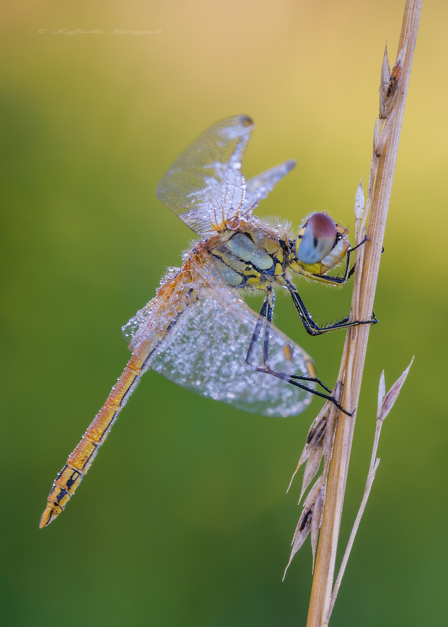 Sympetrum fonscolombii?