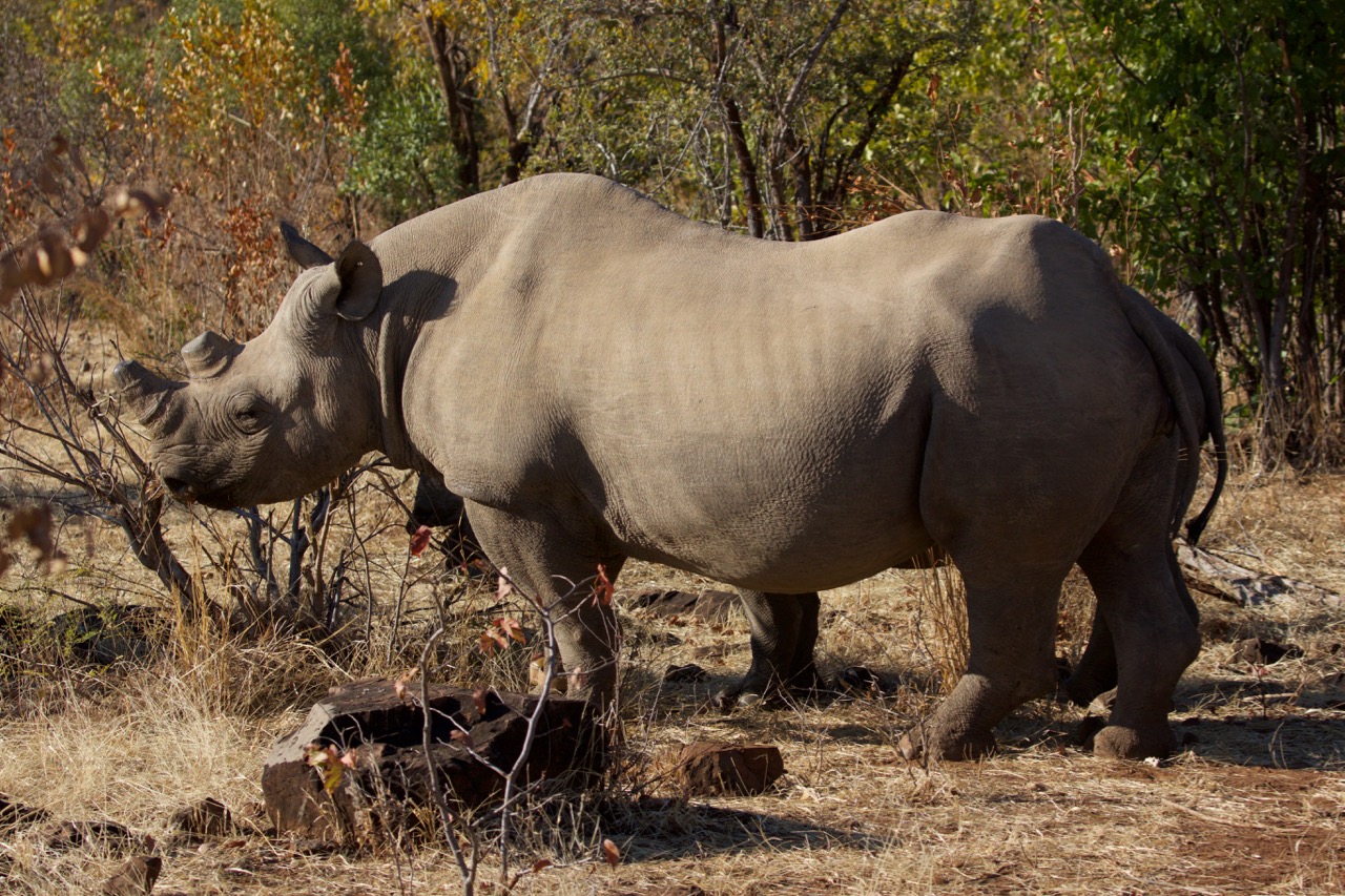 black rhino