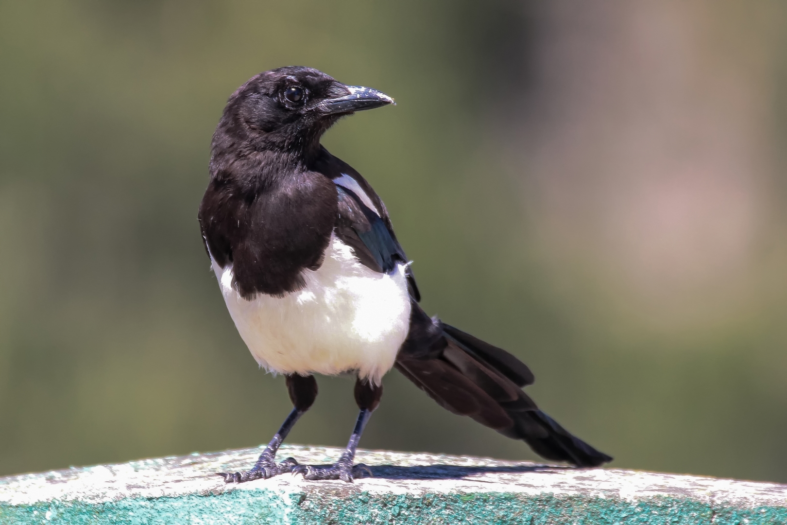 Magpie