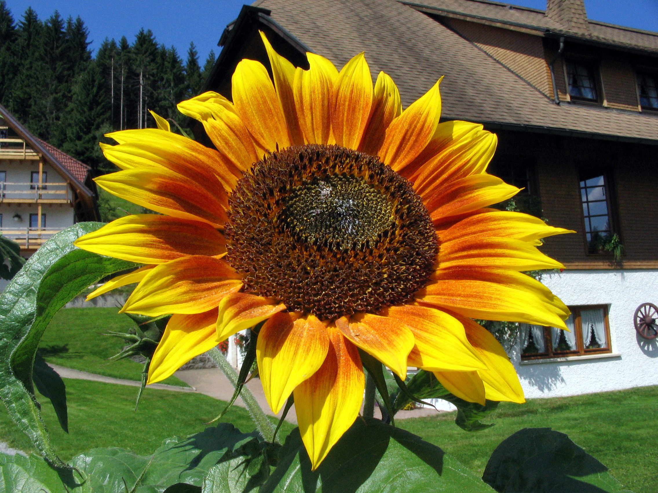 Girasole gigante