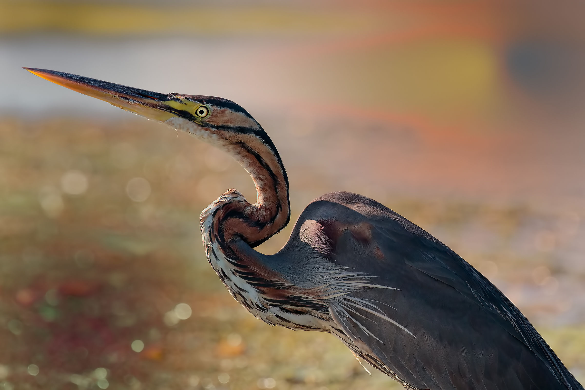 Portrait - Purple Heron (Ardea purpurea)