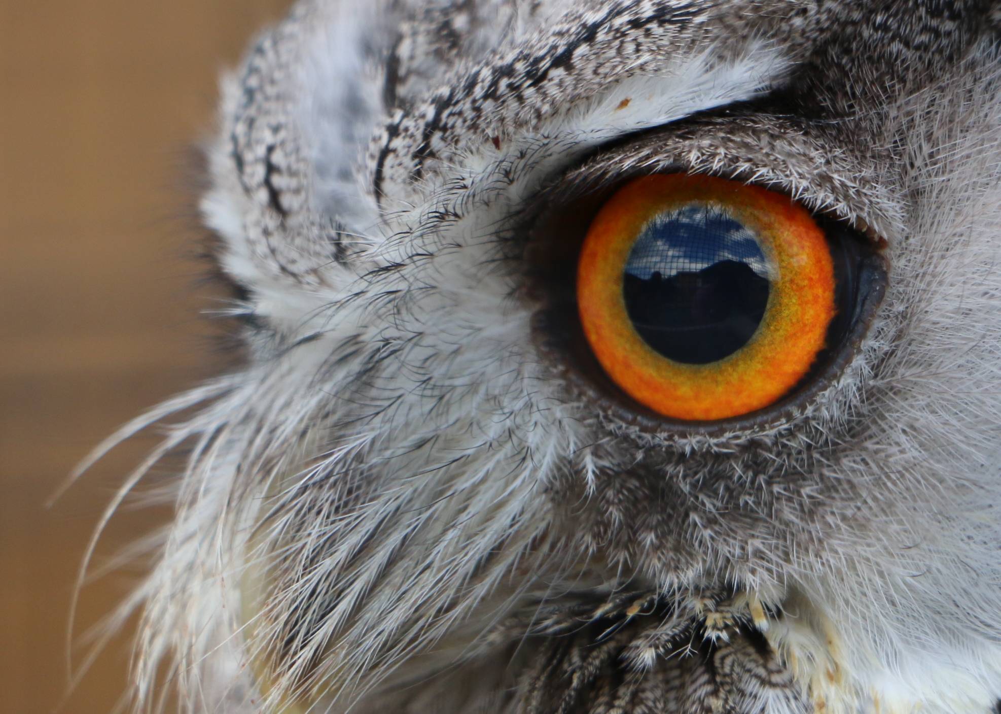 La sorpresa sta nel Iride