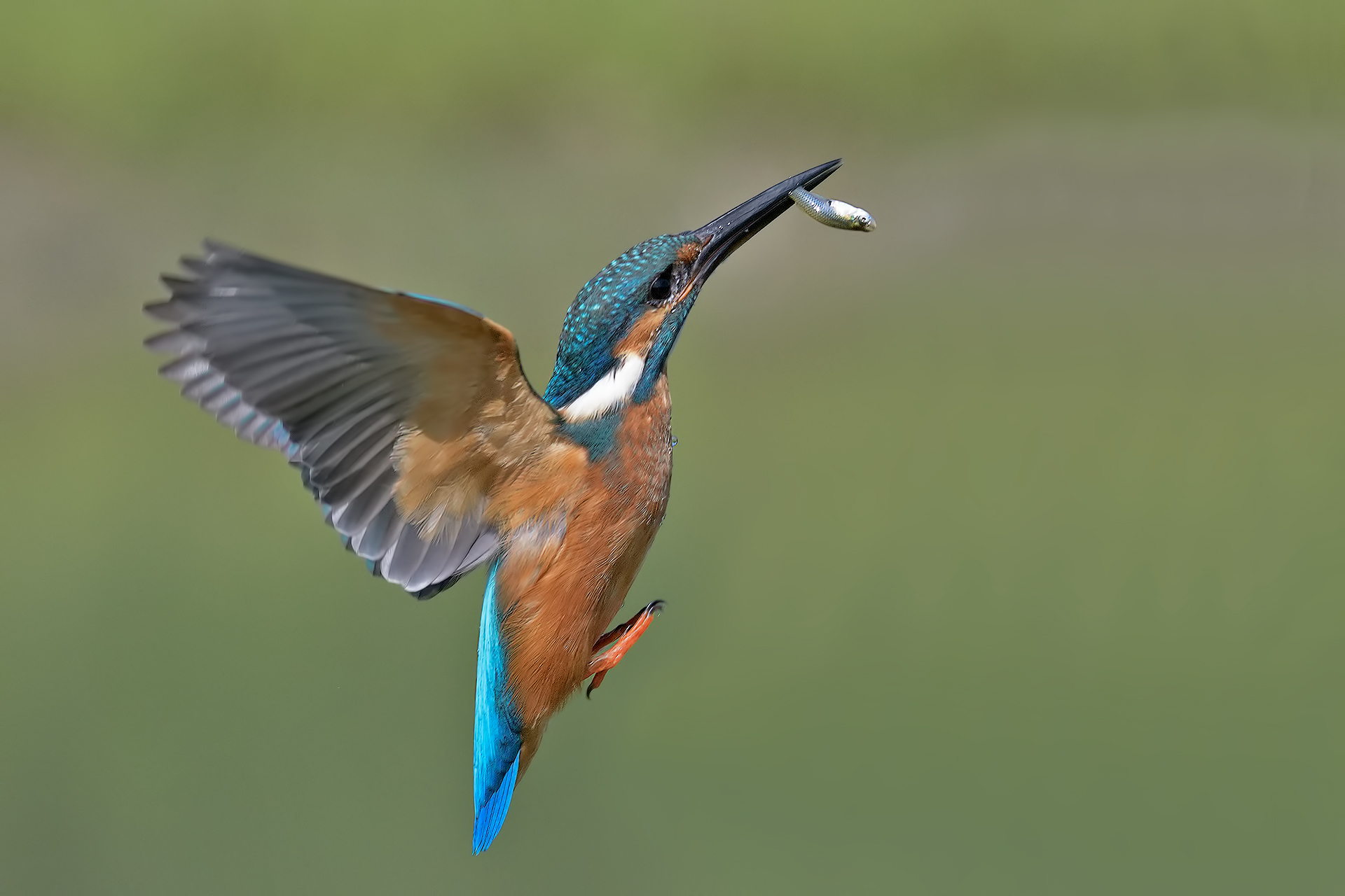 Kingfisher