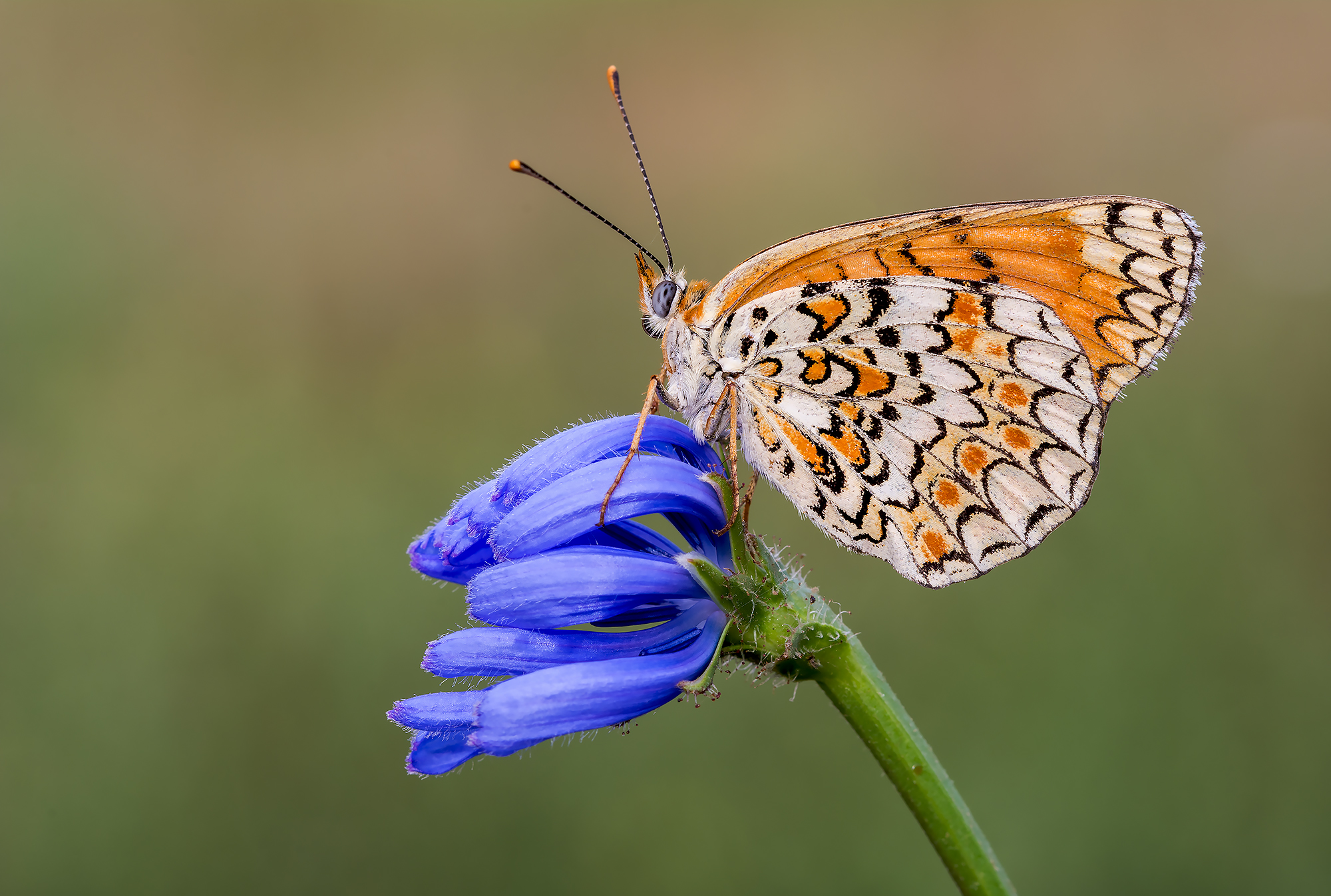 melitaea
