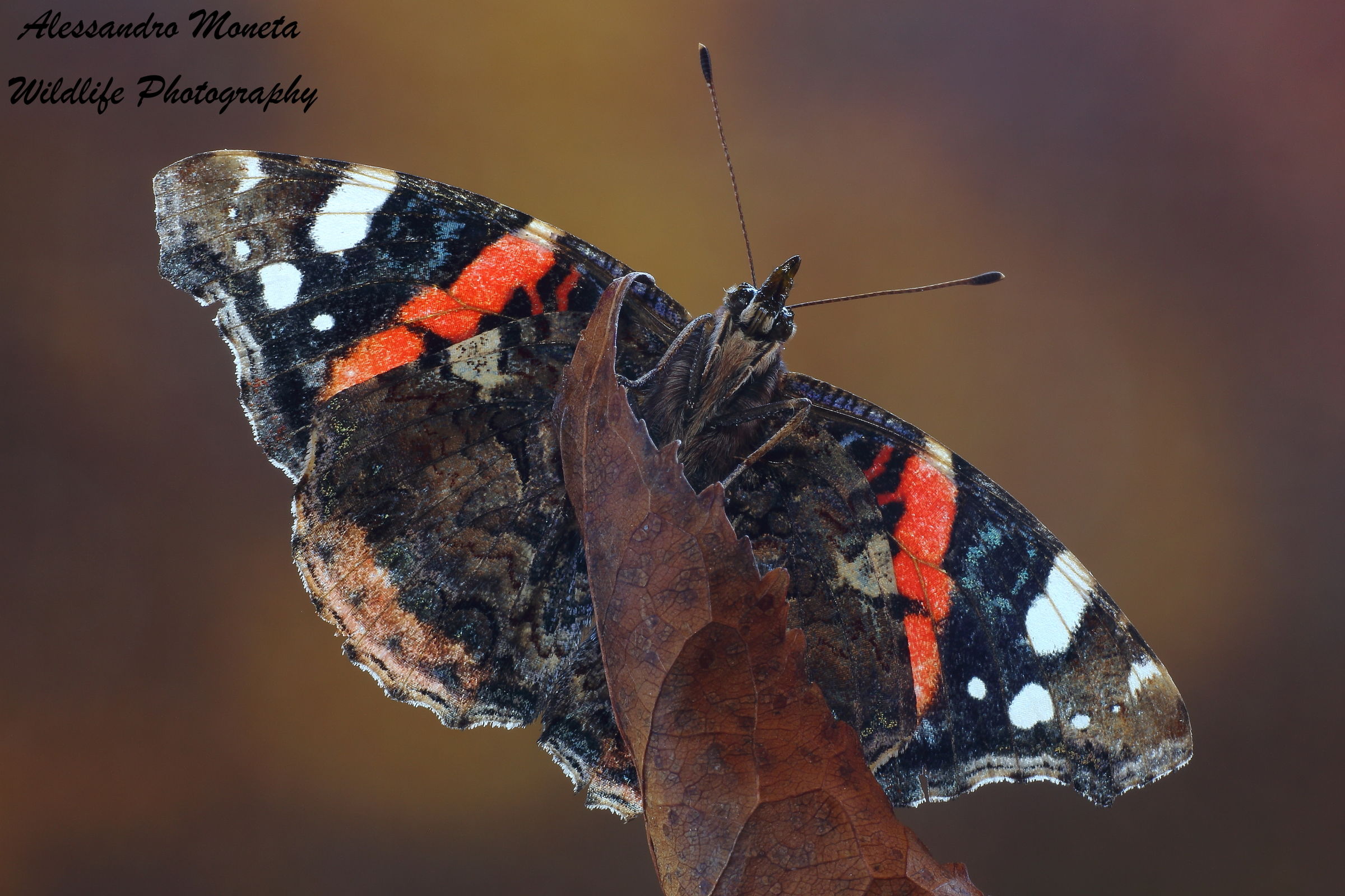 Vanessa atalanta