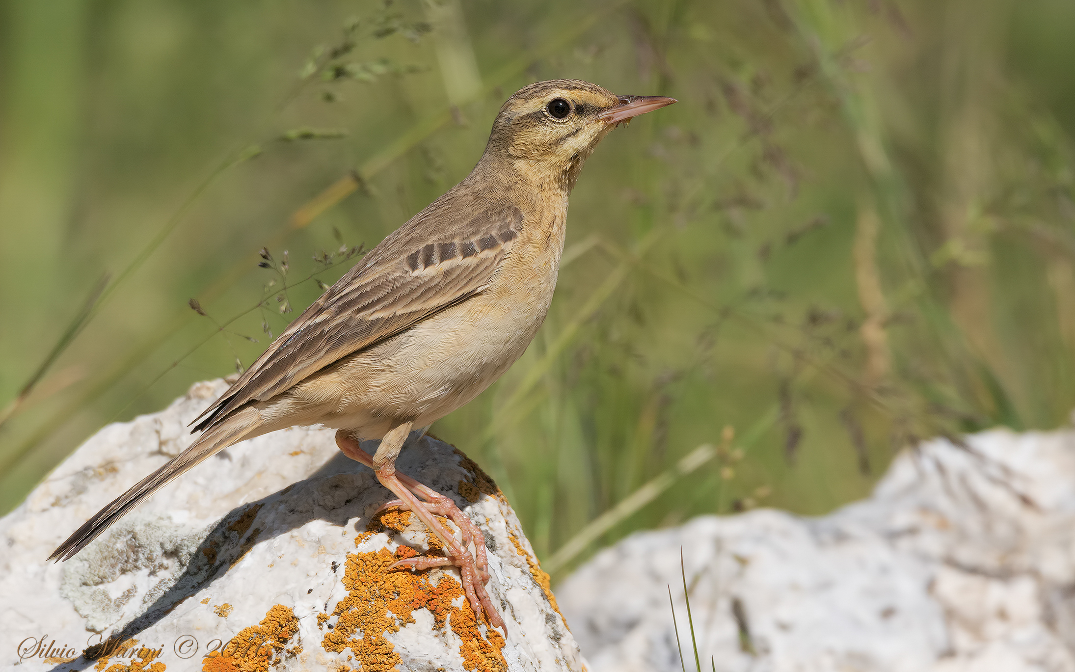 Calandro (Anthus campestris)