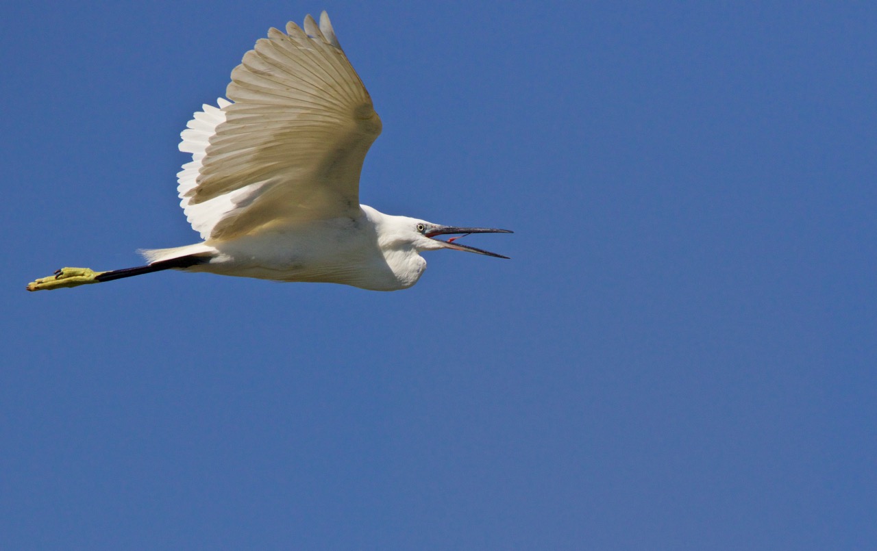 great white heron