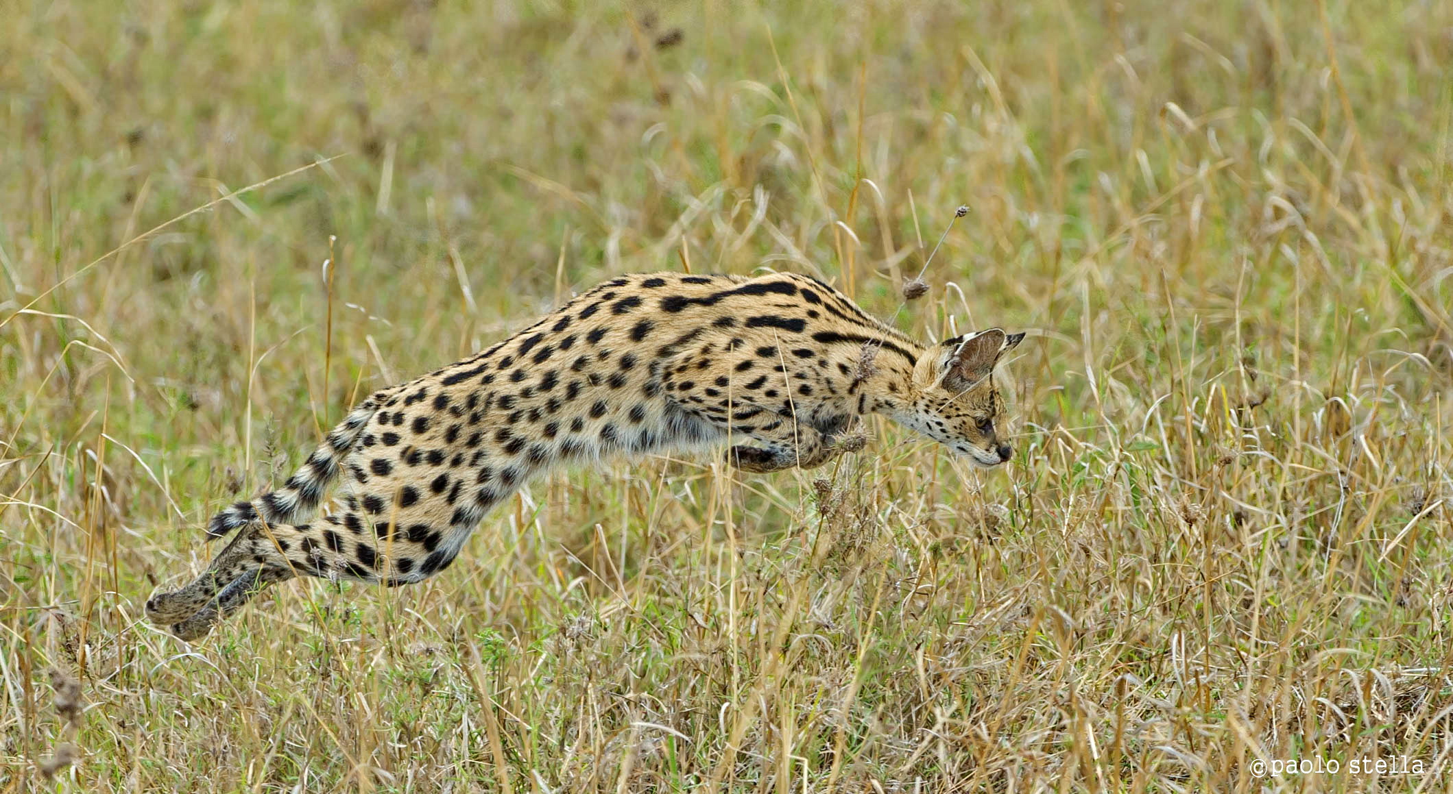 flying serval