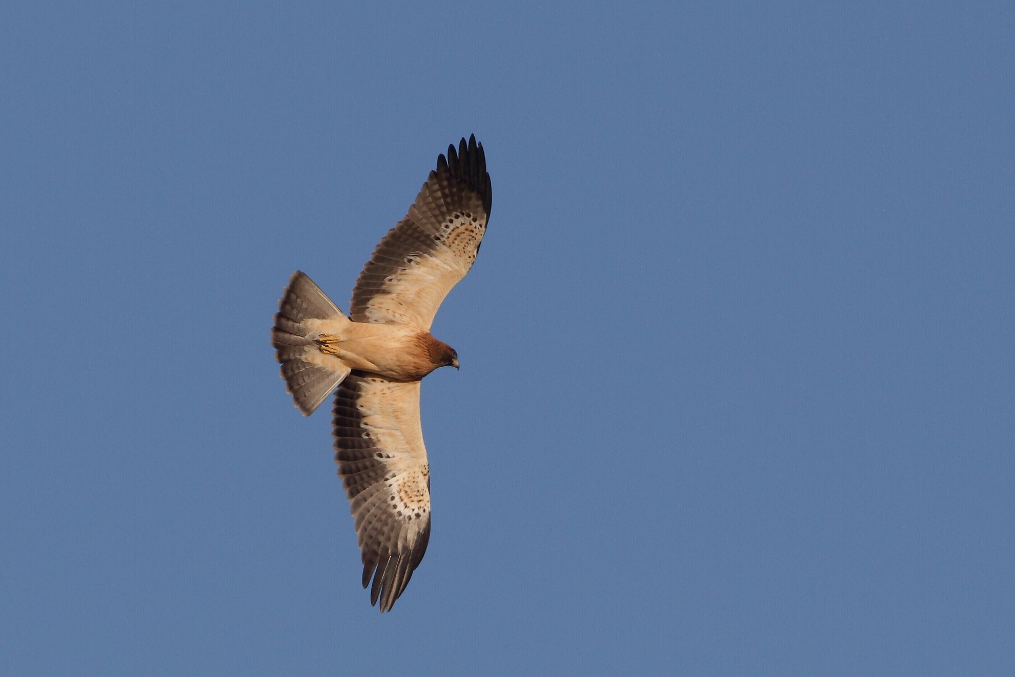 Booted eagle