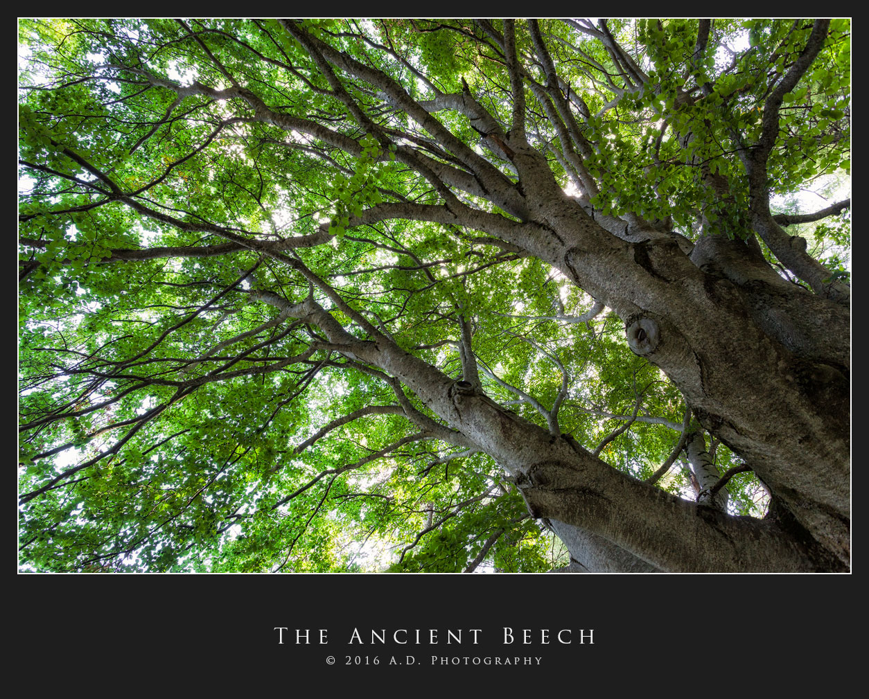 The Ancient Beech