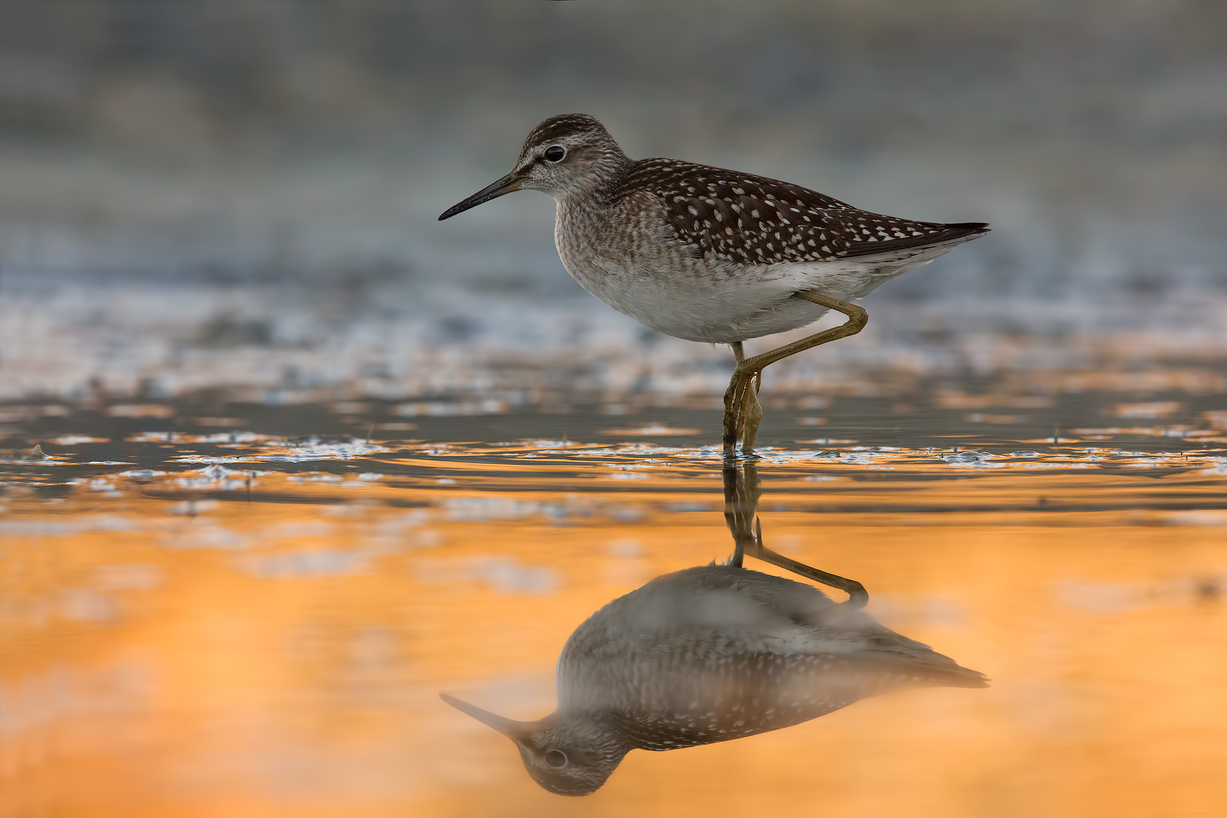 Wood Sandpiper