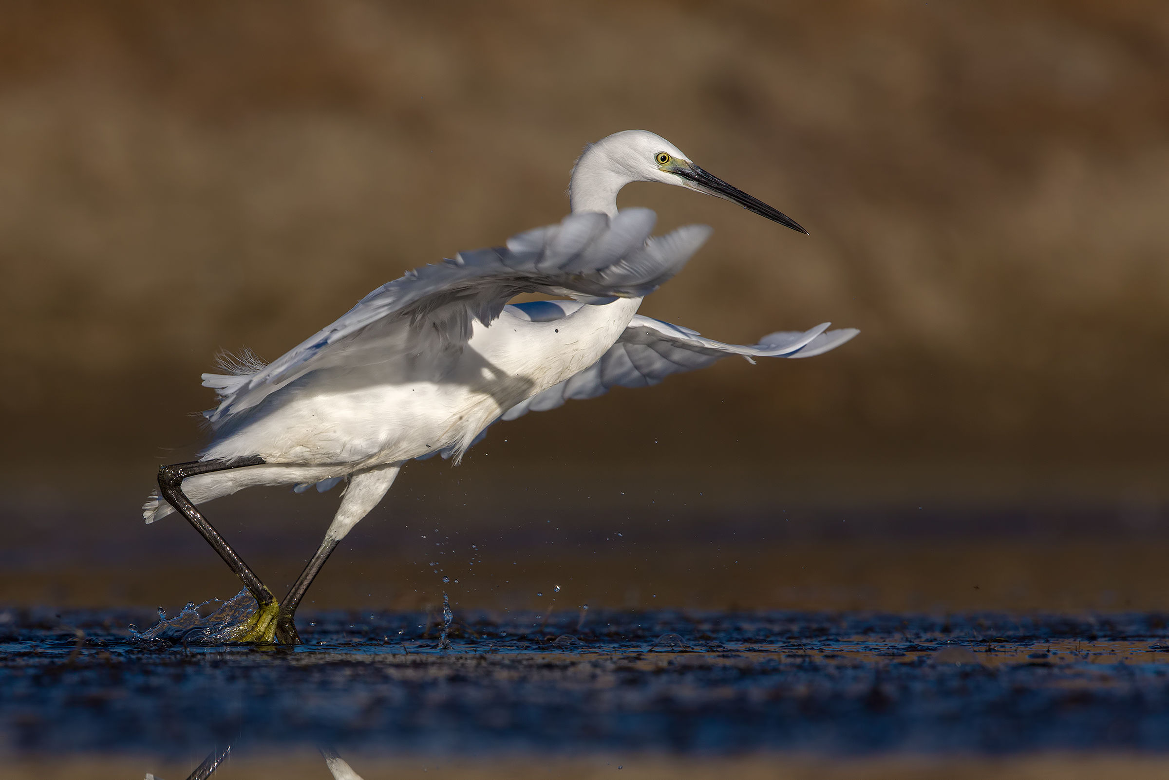 egret