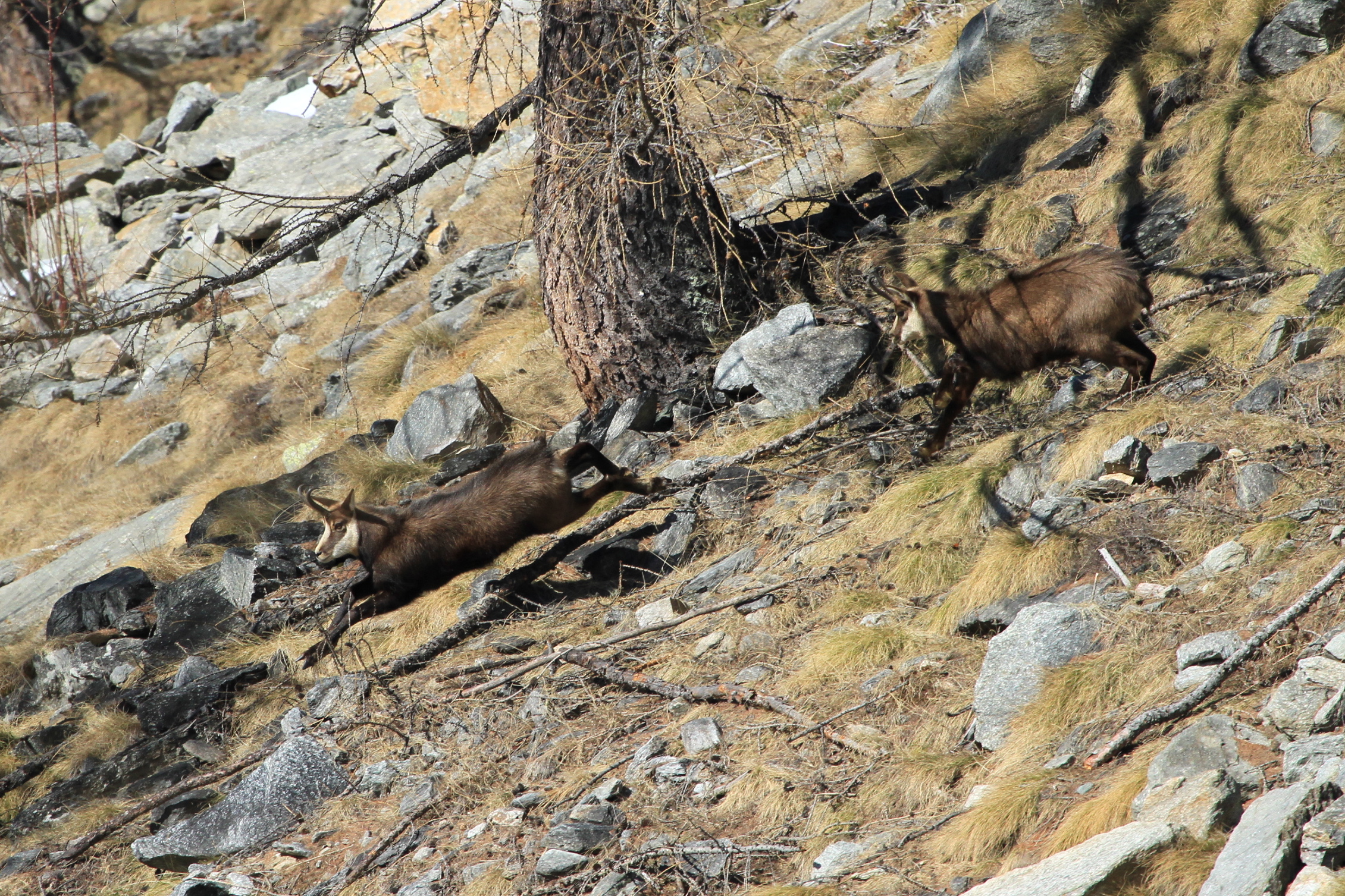 camosci pngp ceresole reale (to)