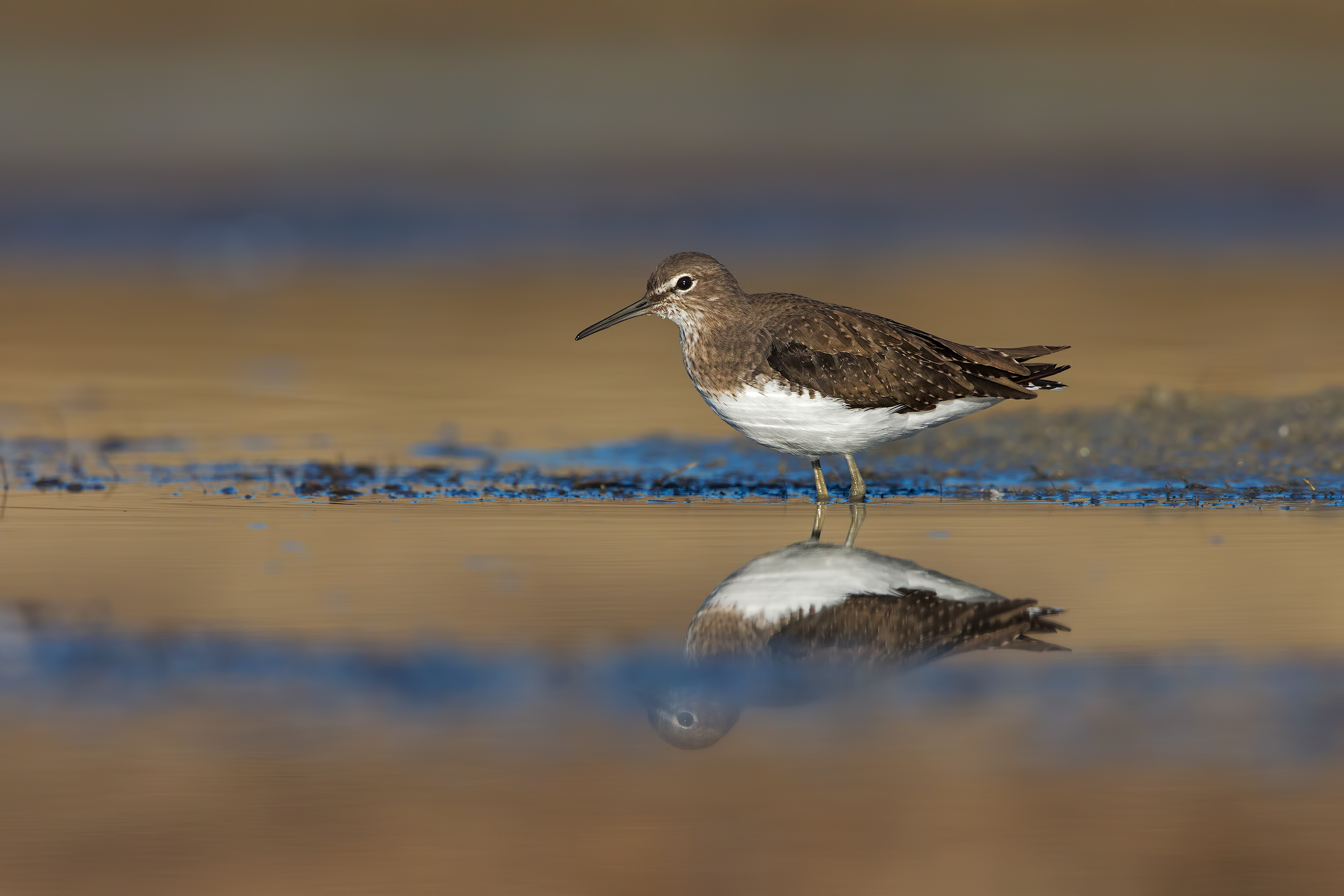Green Sandpiper