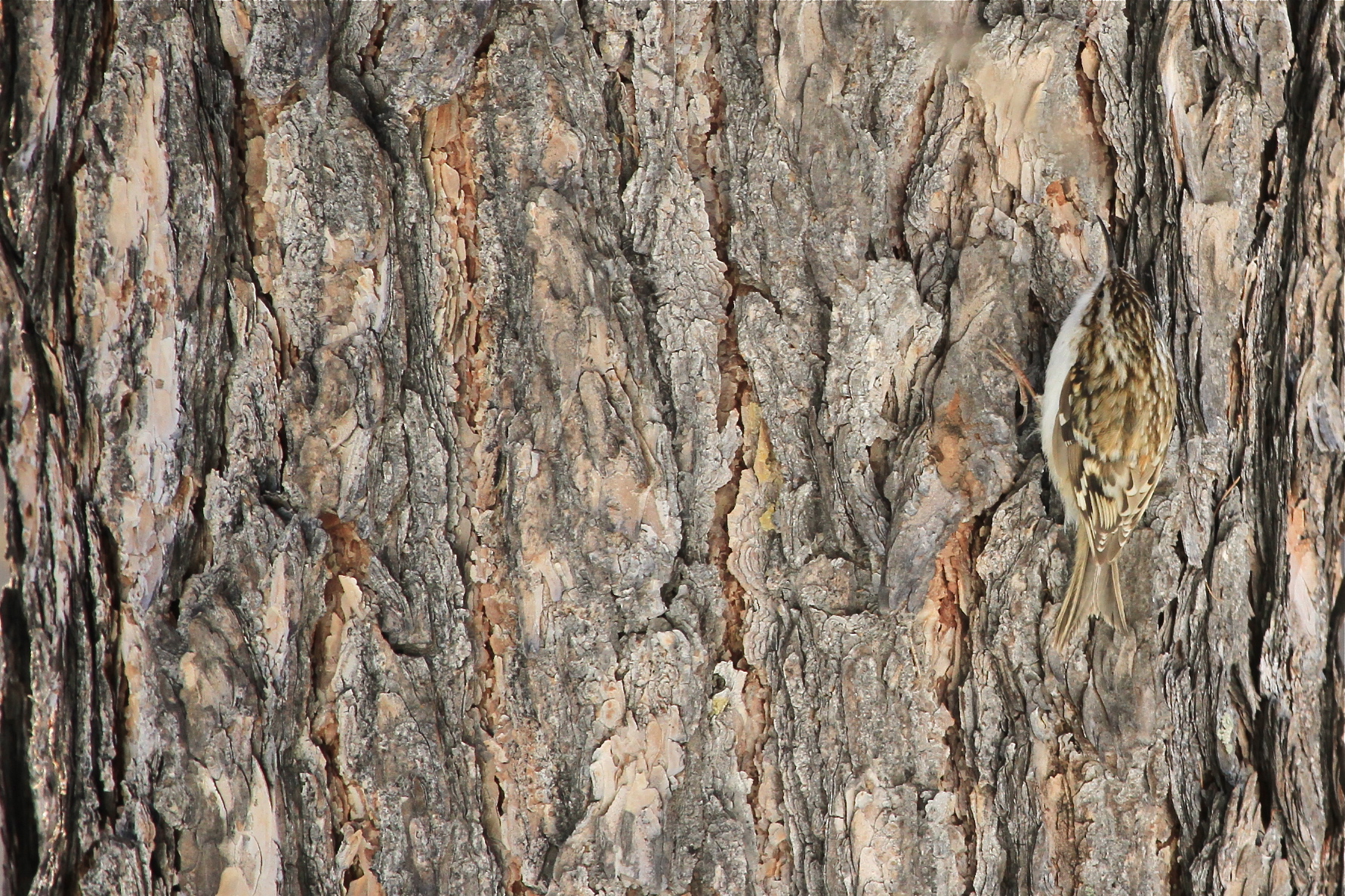 Rampichino alpestre (mimetismo) pngp