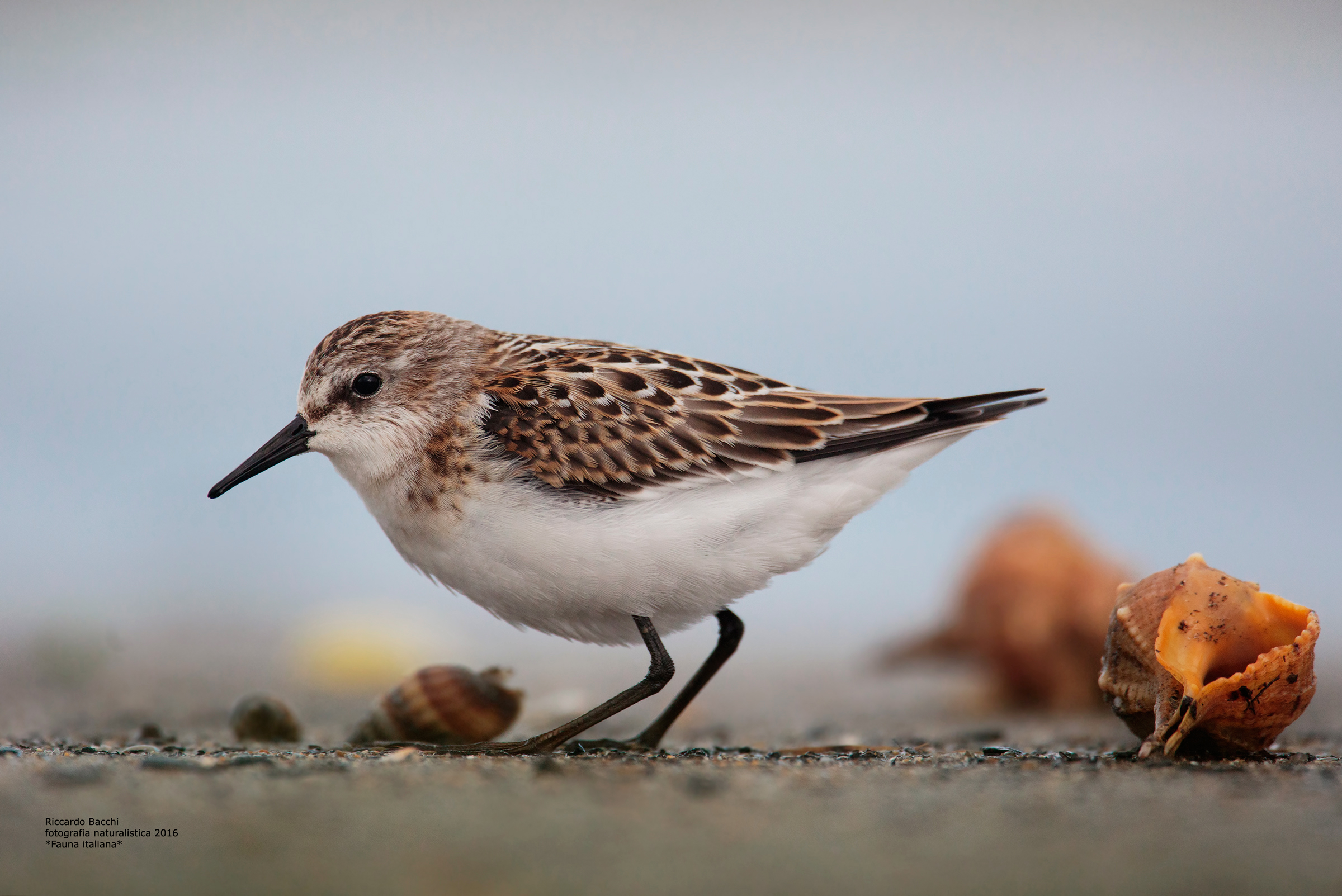 Gambecchio & Molluschi