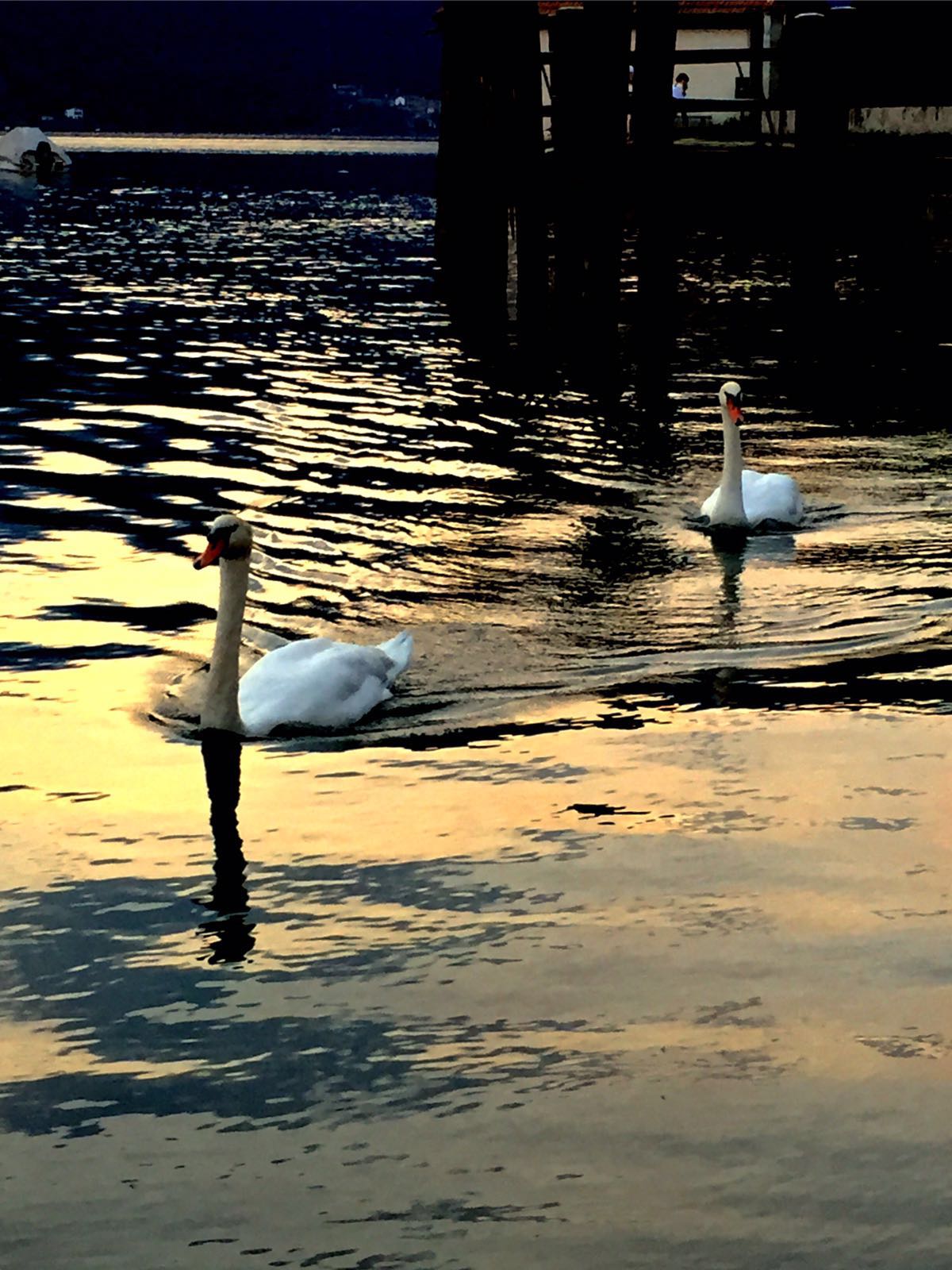 swans