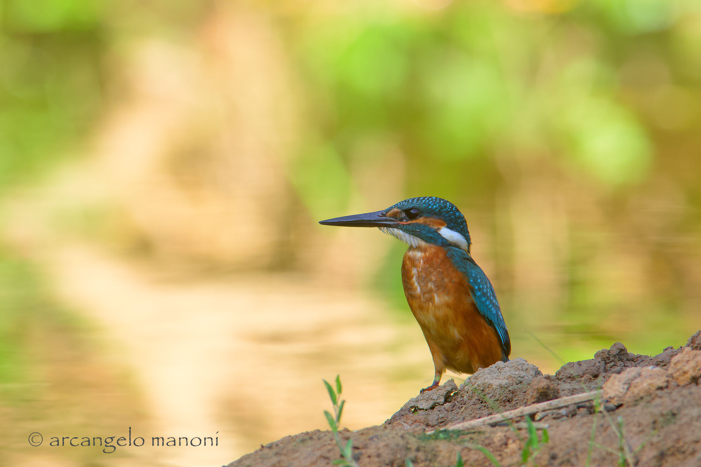 Ferragosto col martino