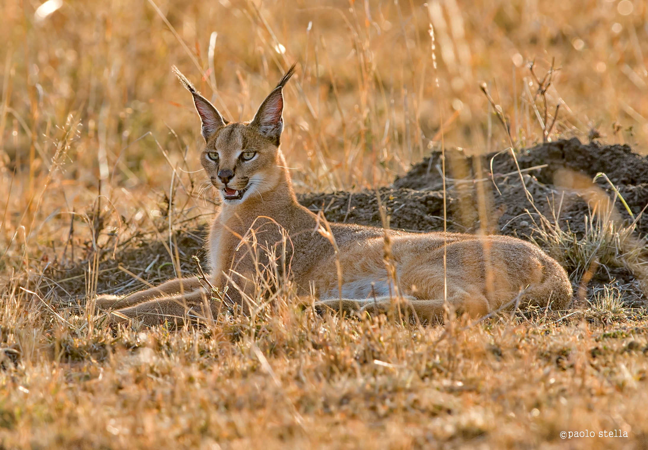 laying caracal