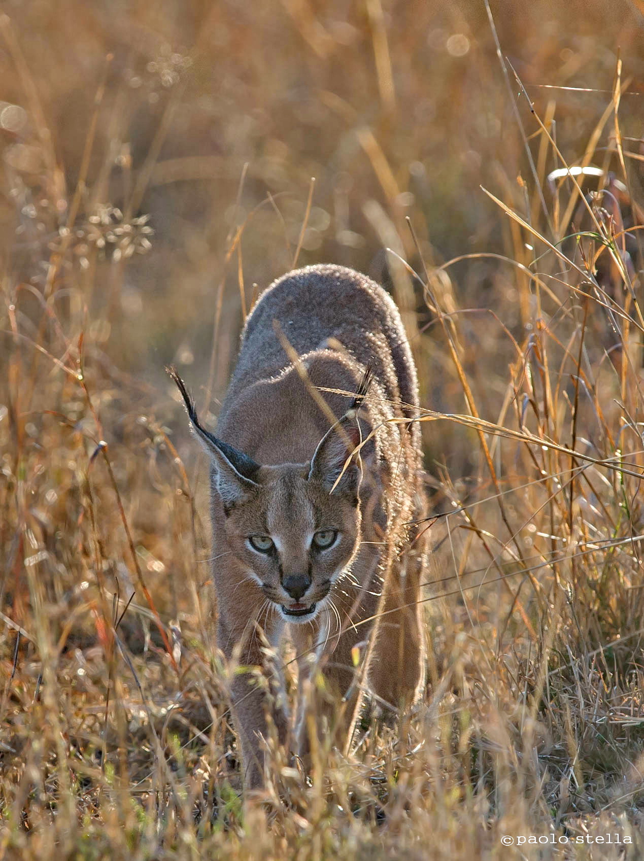 caracal in caccia - 4