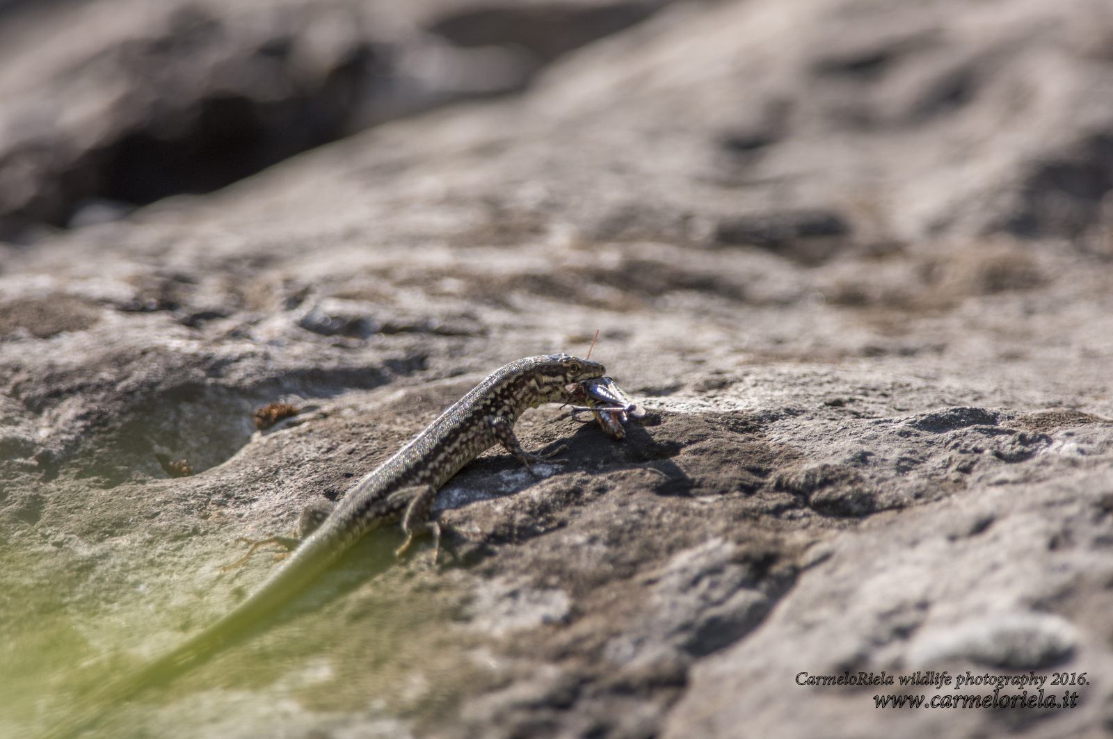 Wall lizard with prey in the mouth.