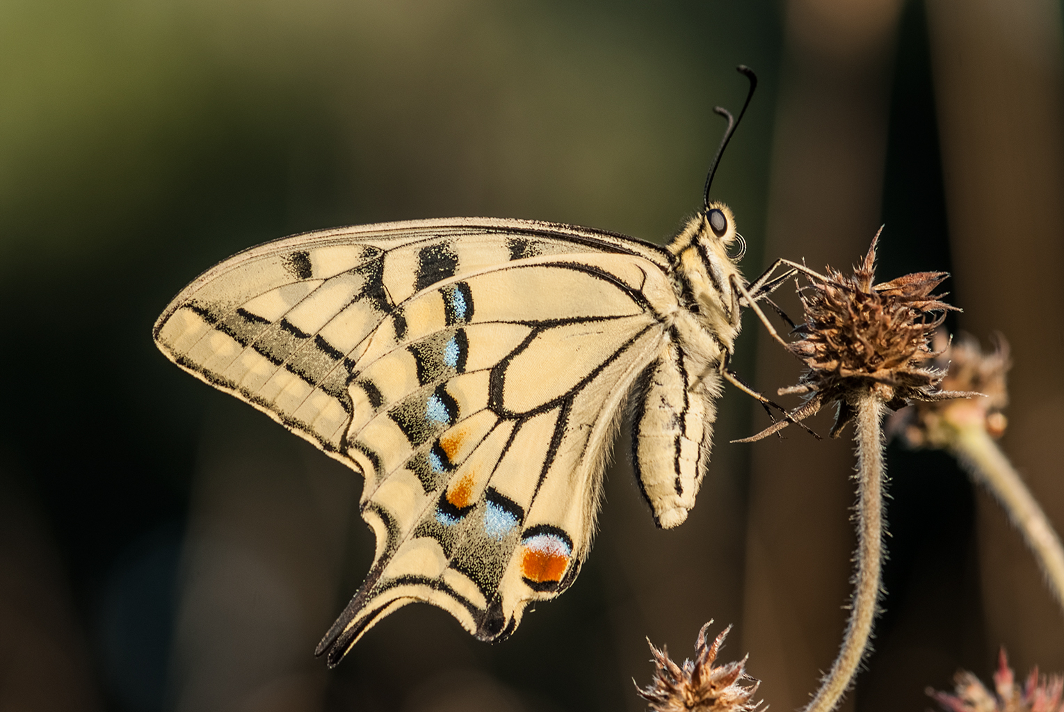 swallowtail