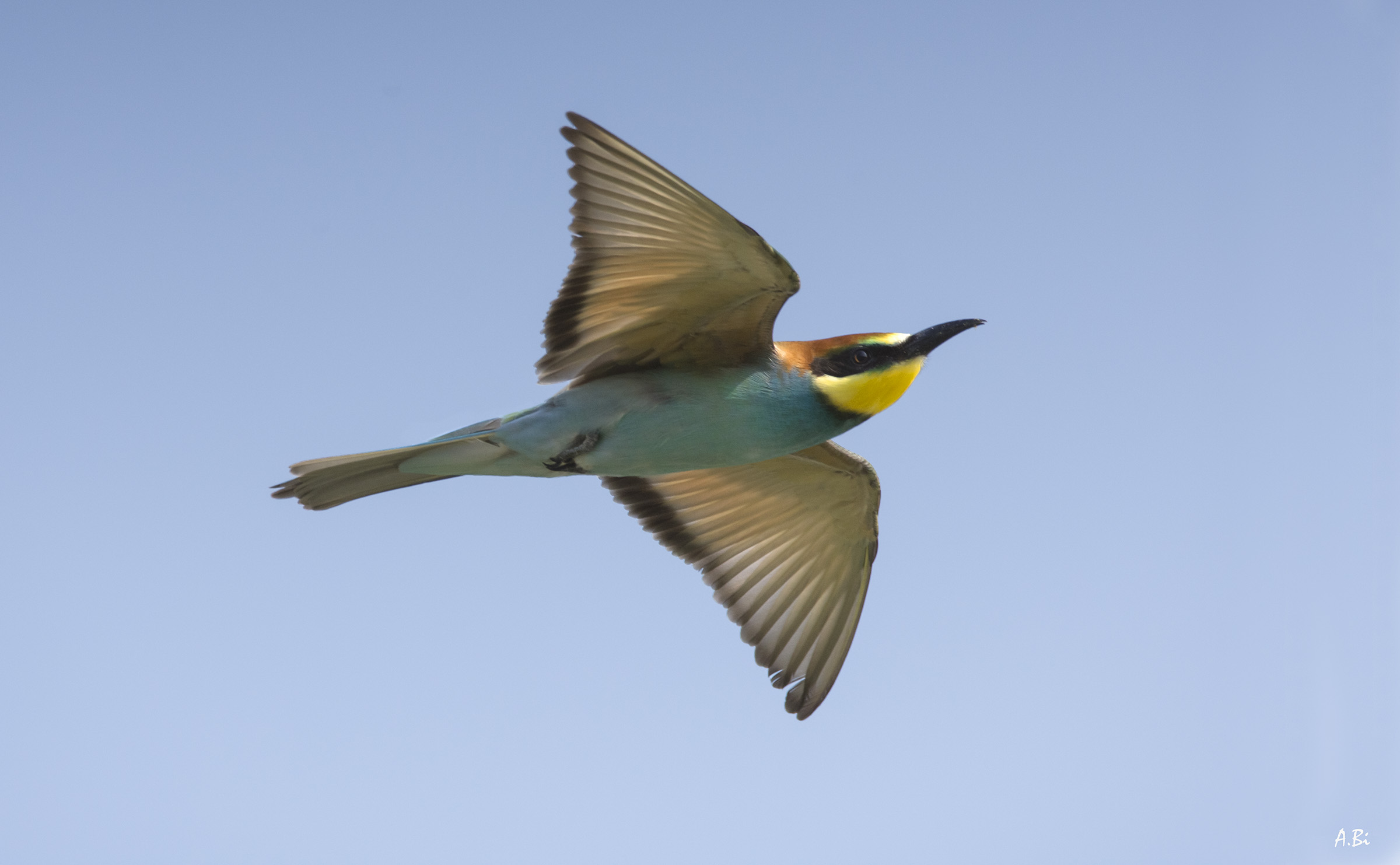 Bee-eater in flight