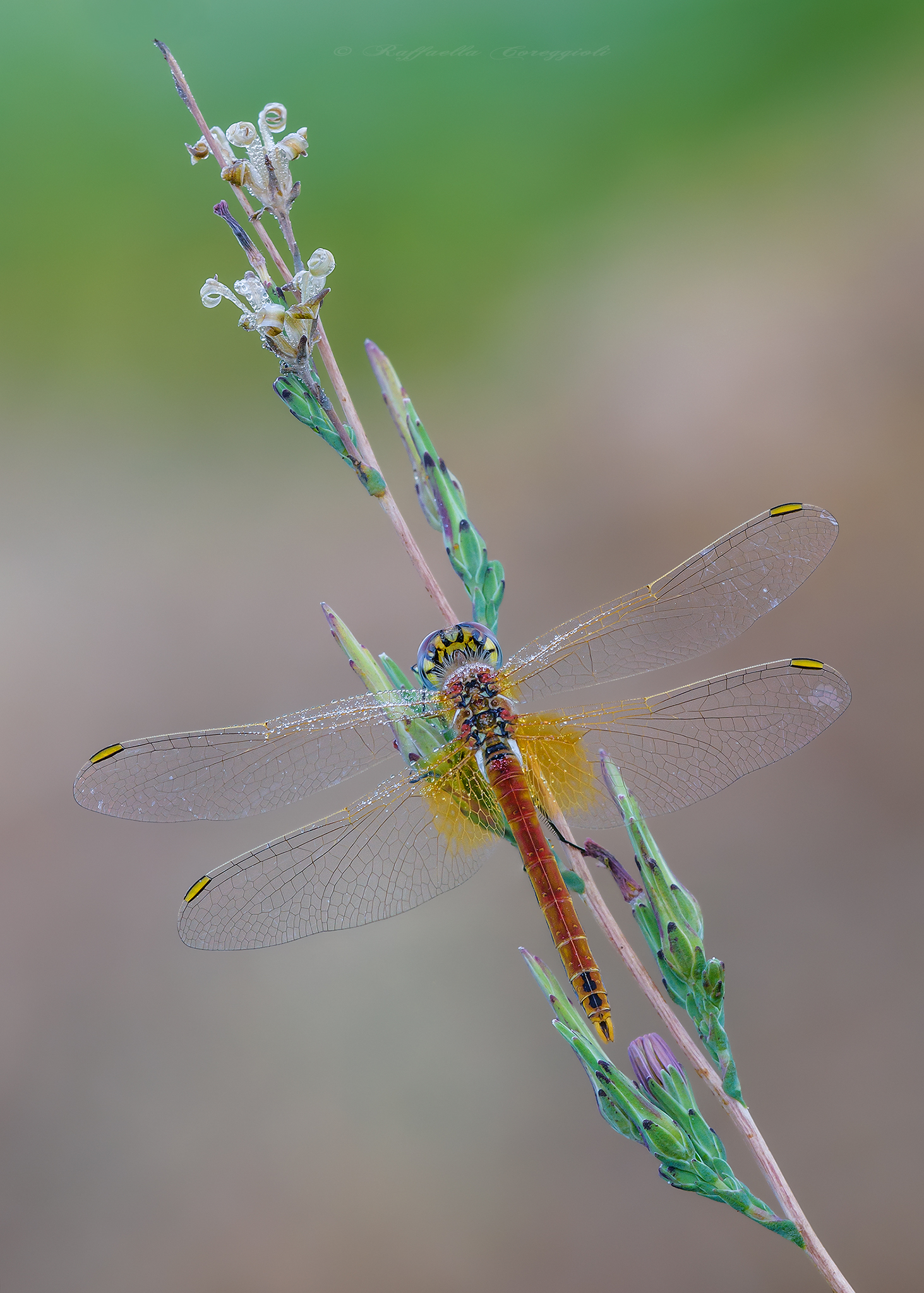 sympetrum fonscolombii