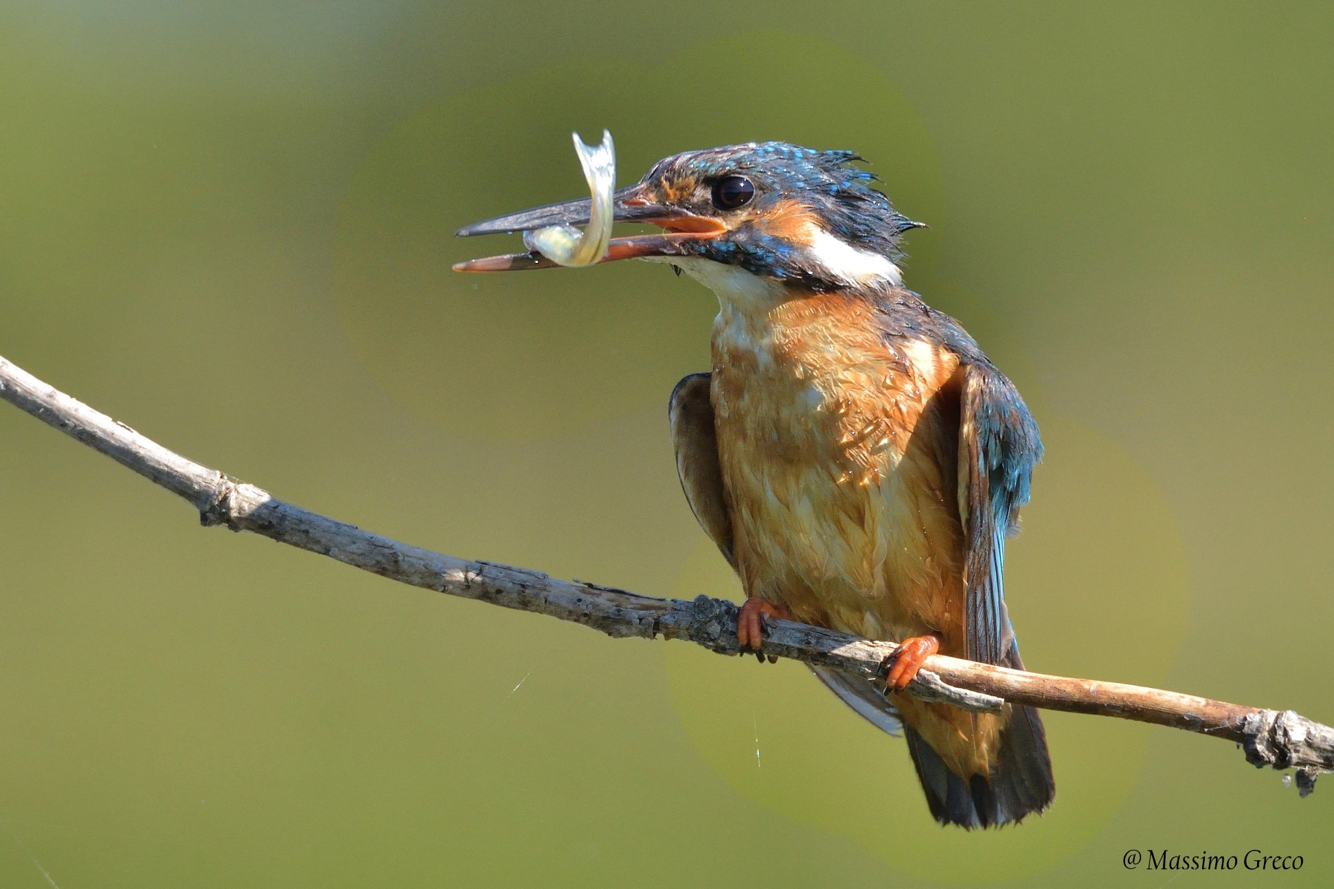 Martin pescatore con preda