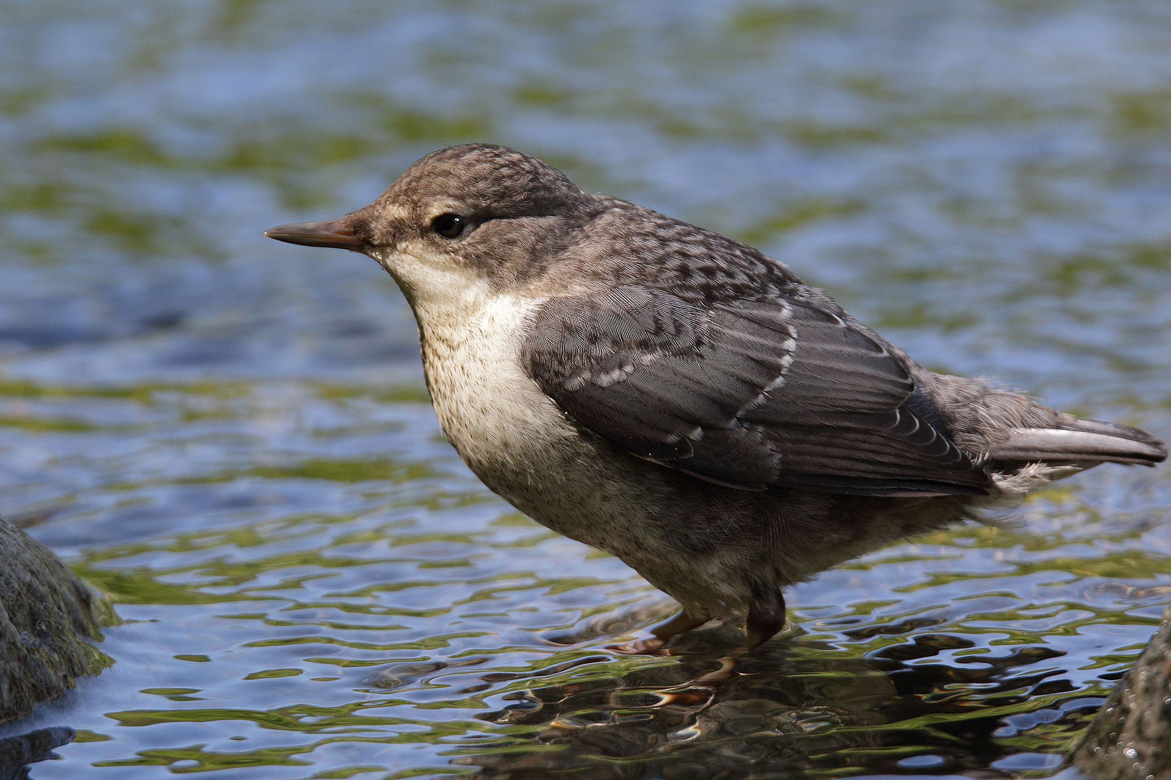 dipper juv