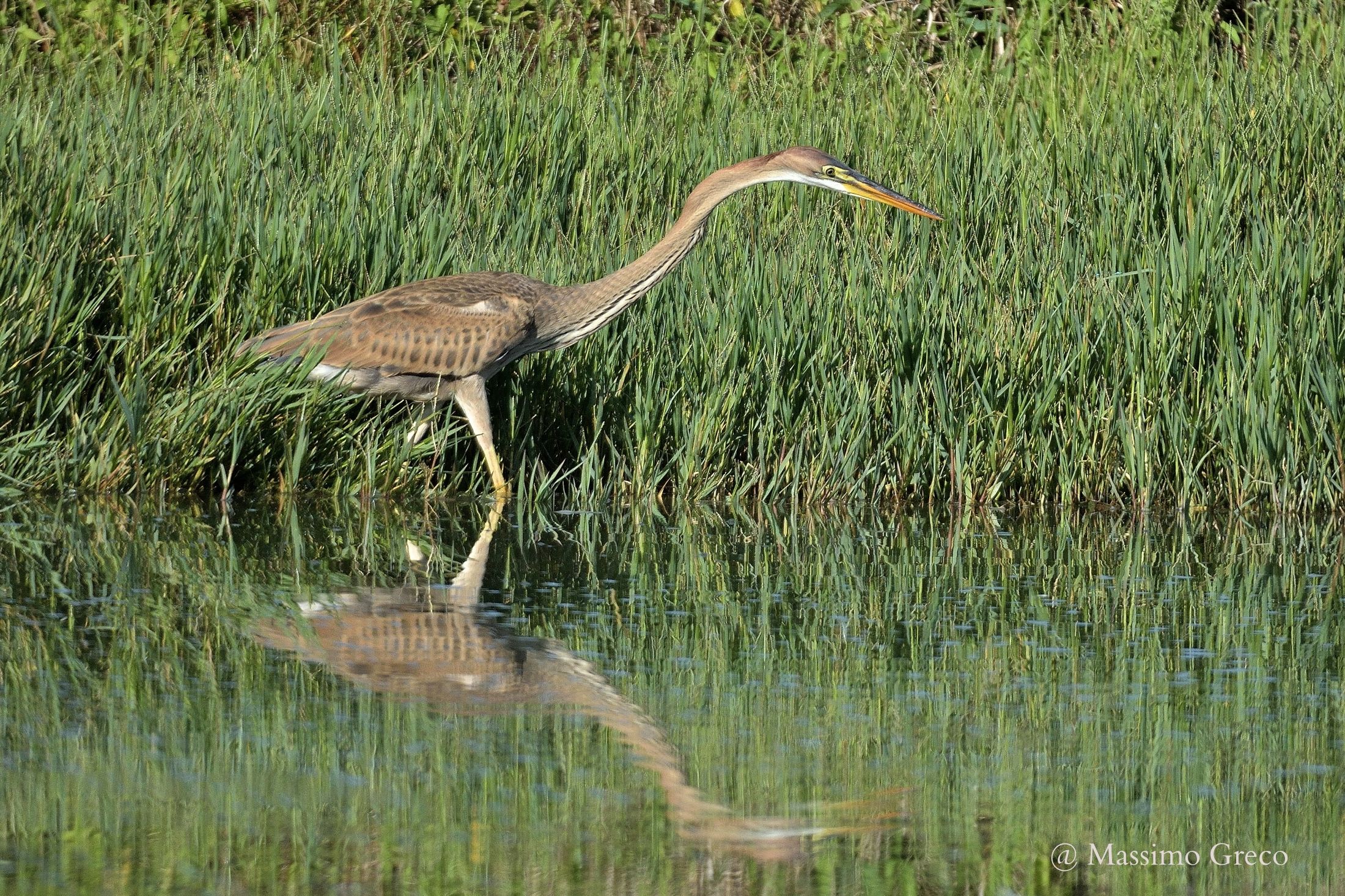 Young specimen of Purple Heron (Ardea purpurea)