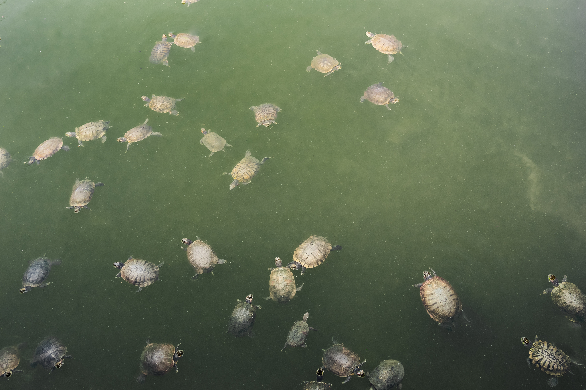 Turtles at Shitennoji Temple, Osaka