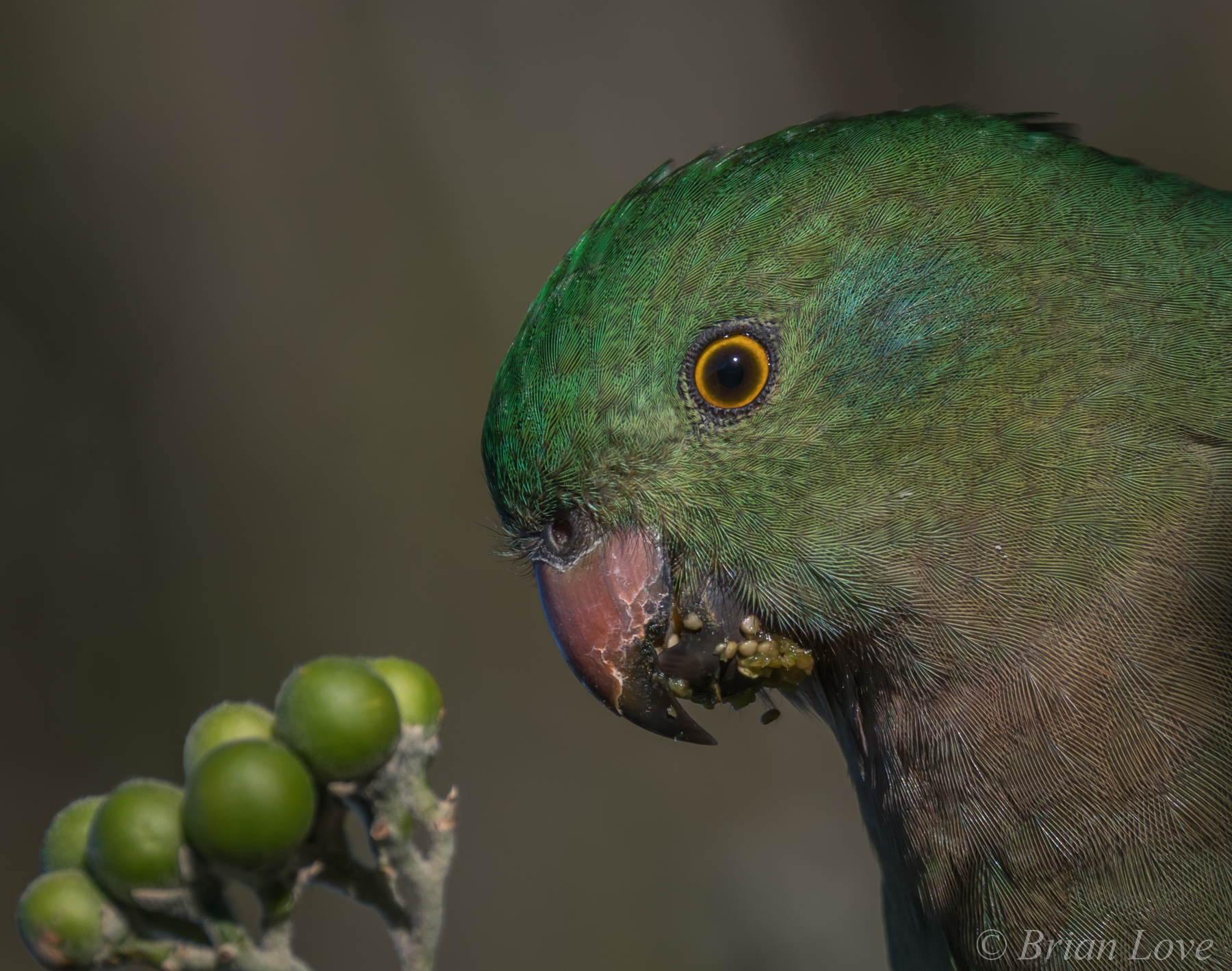 Australian King Parrot - Female (Alisterus scapularis)