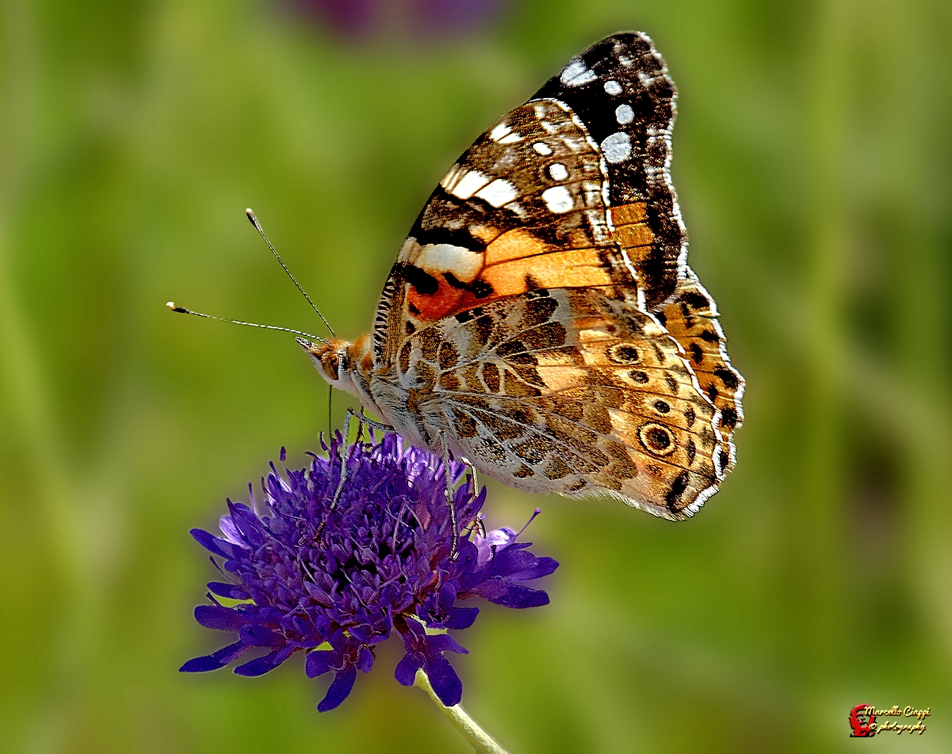Vanessa cardui