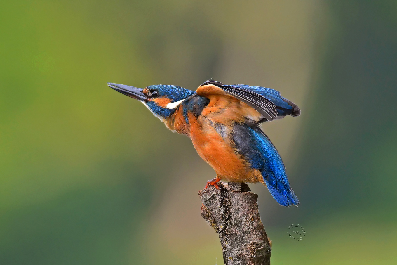 Kingfisher (Alcedo atthis)