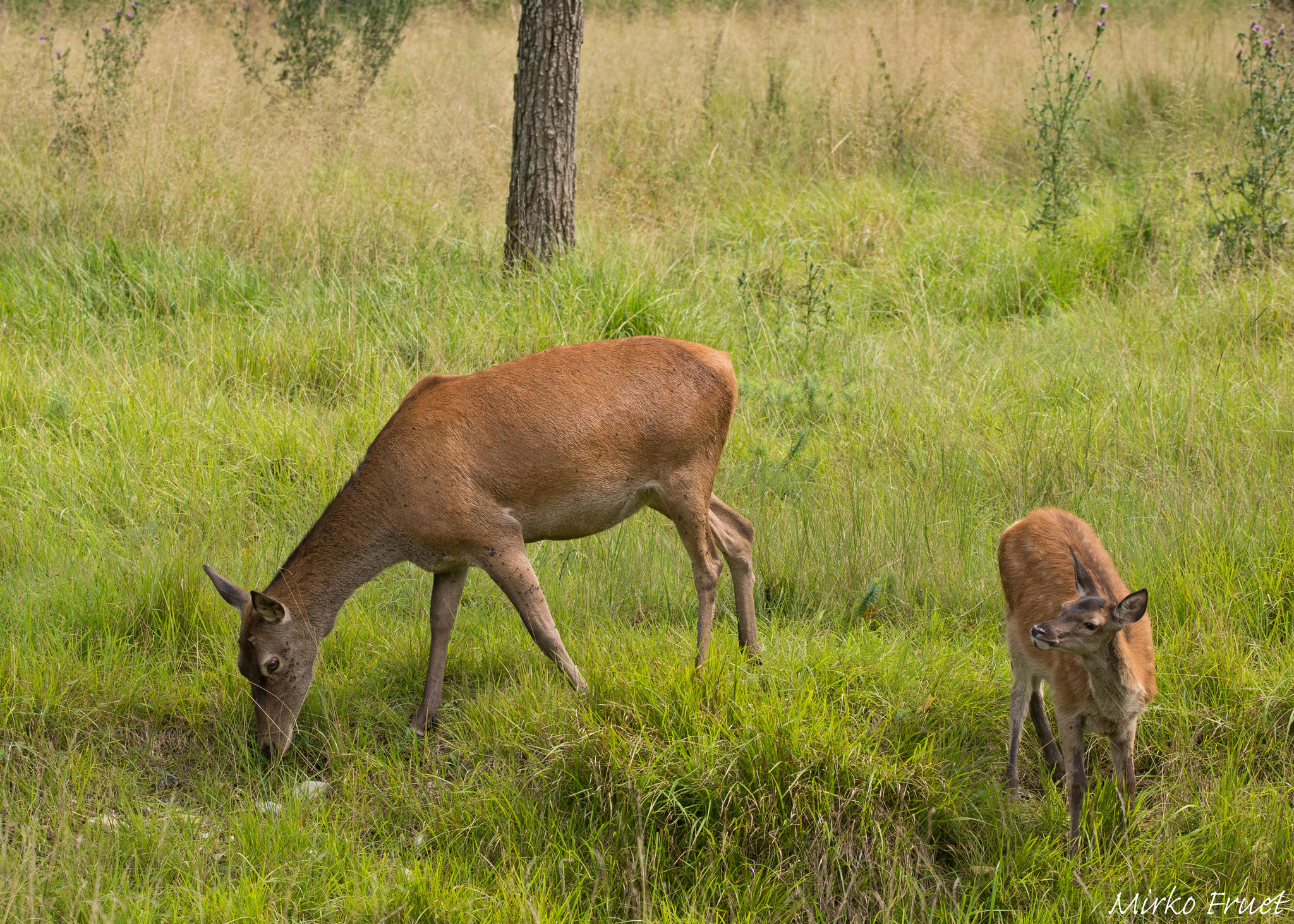 Female deer with small
