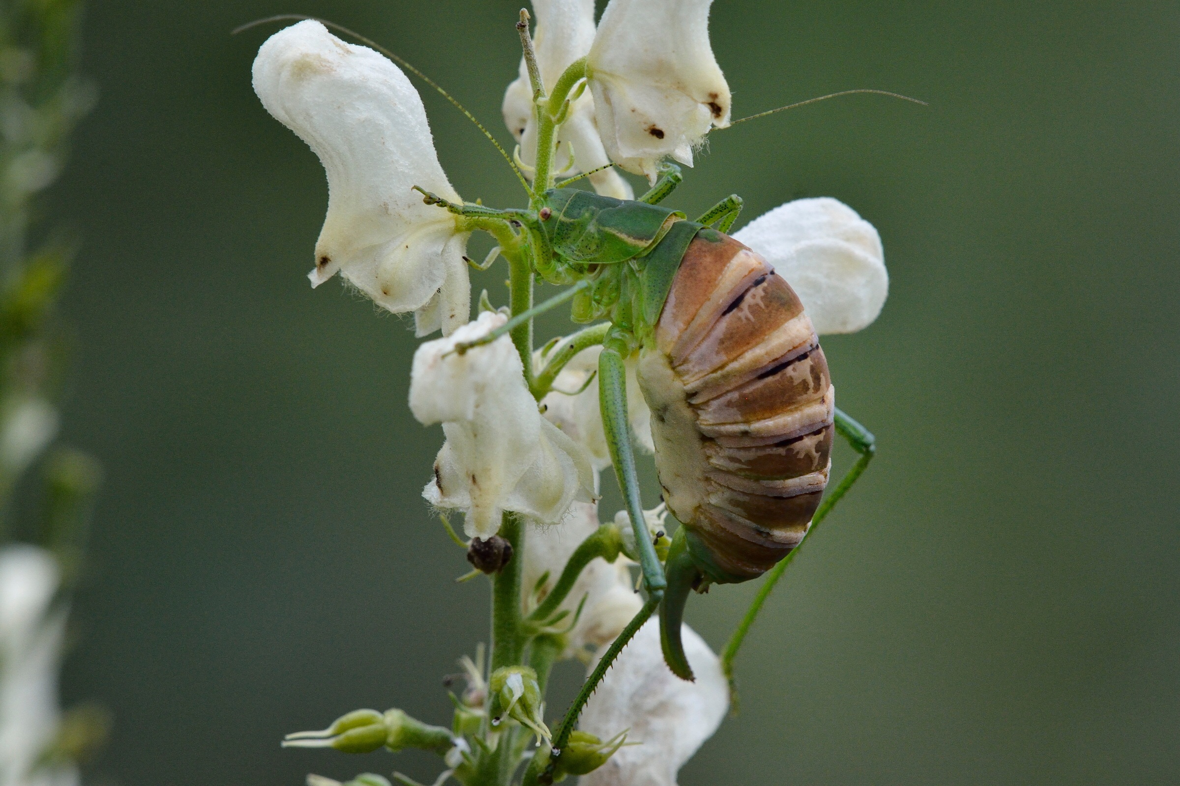 Grasshopper in wetsuit