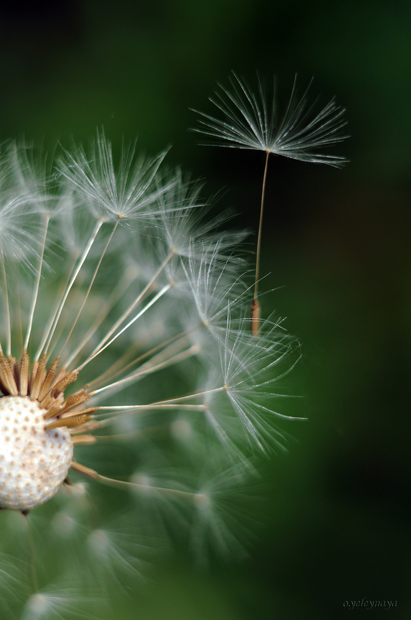 Io prendo il tuo superiore