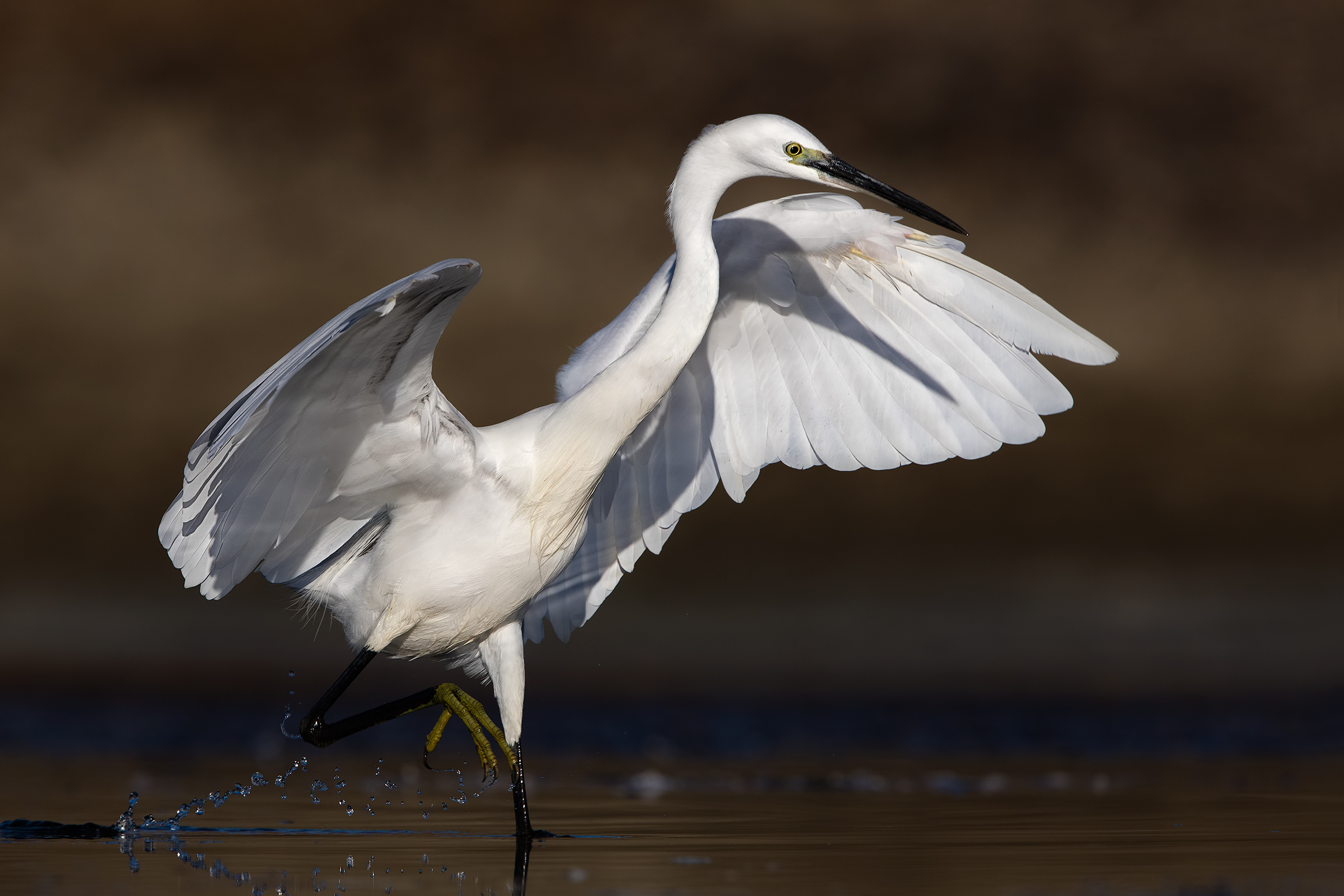 egret
