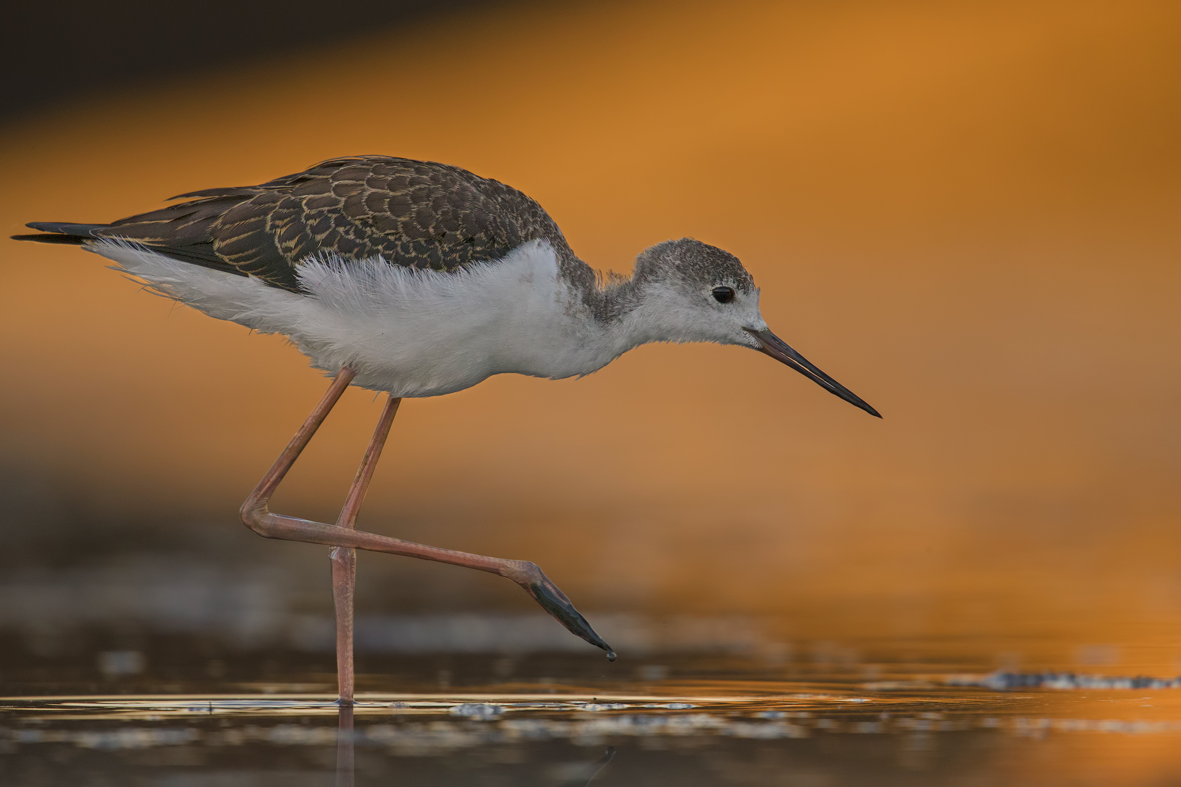 Cavaliere d'Italia juv