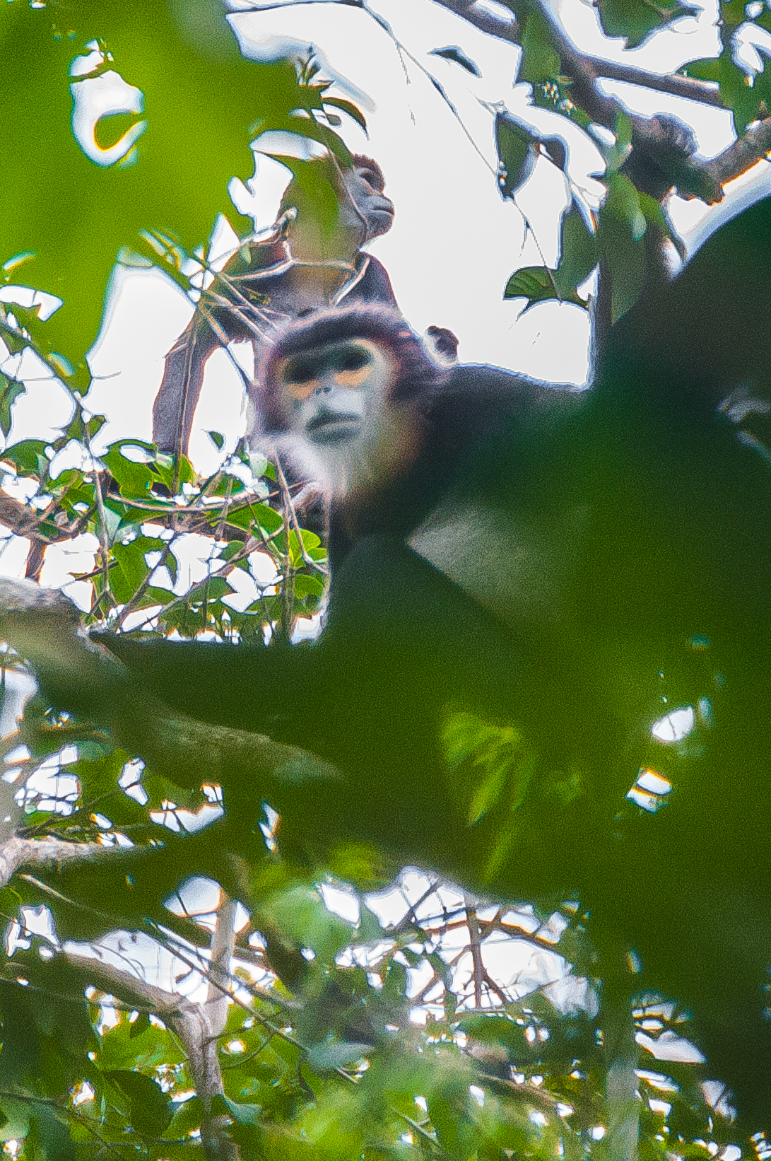 Langur duca dalle zampe nere 2, Vietnam