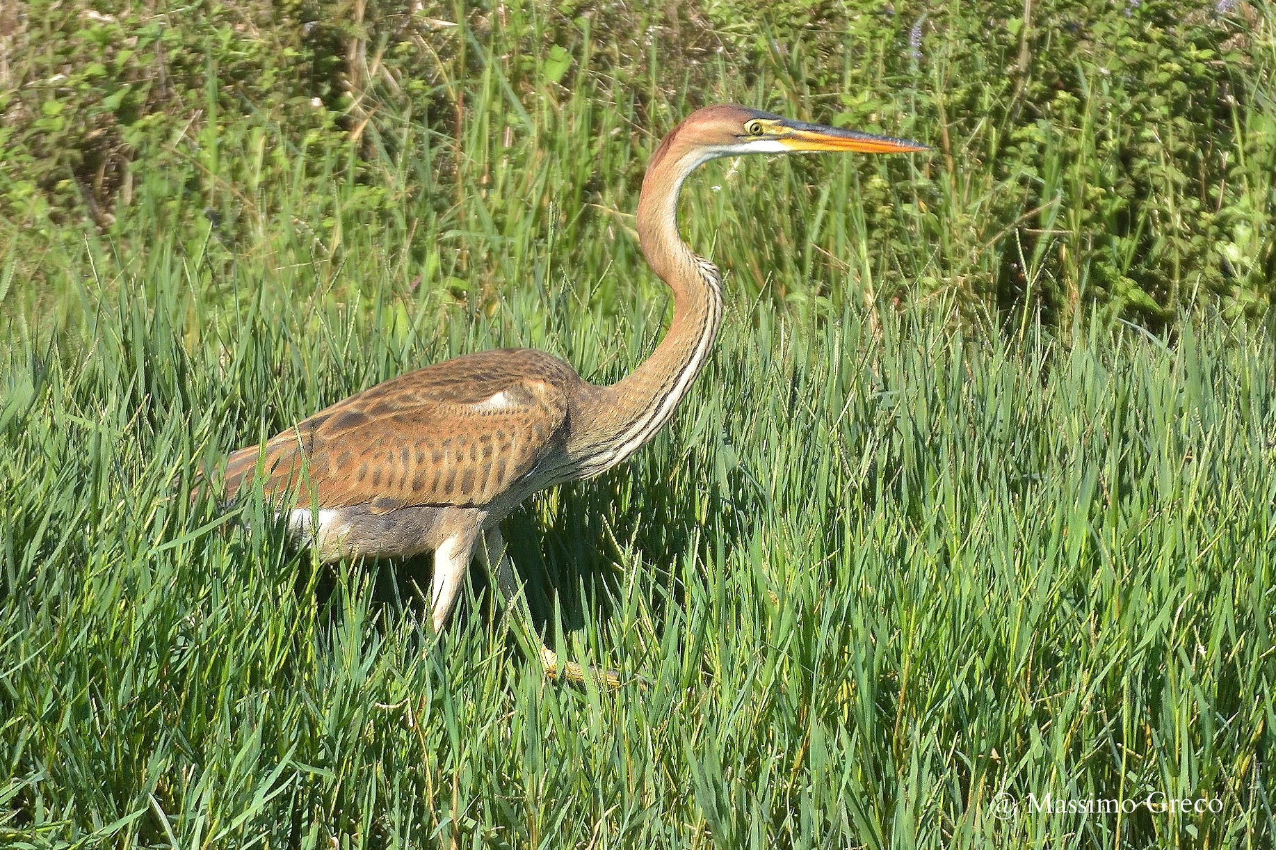 Airone rosso (Ardea purpurea)