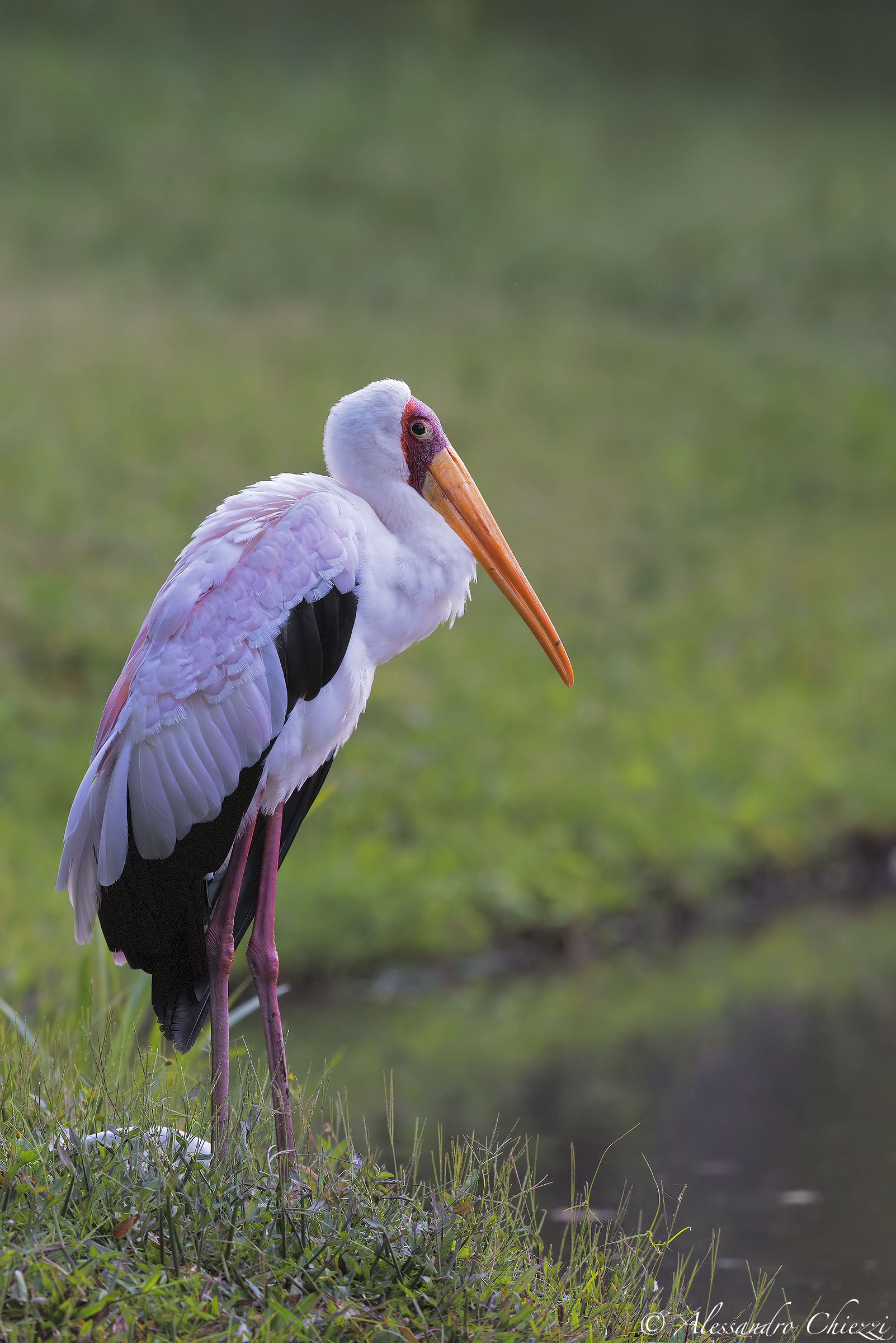 Yellow-billed Stork
