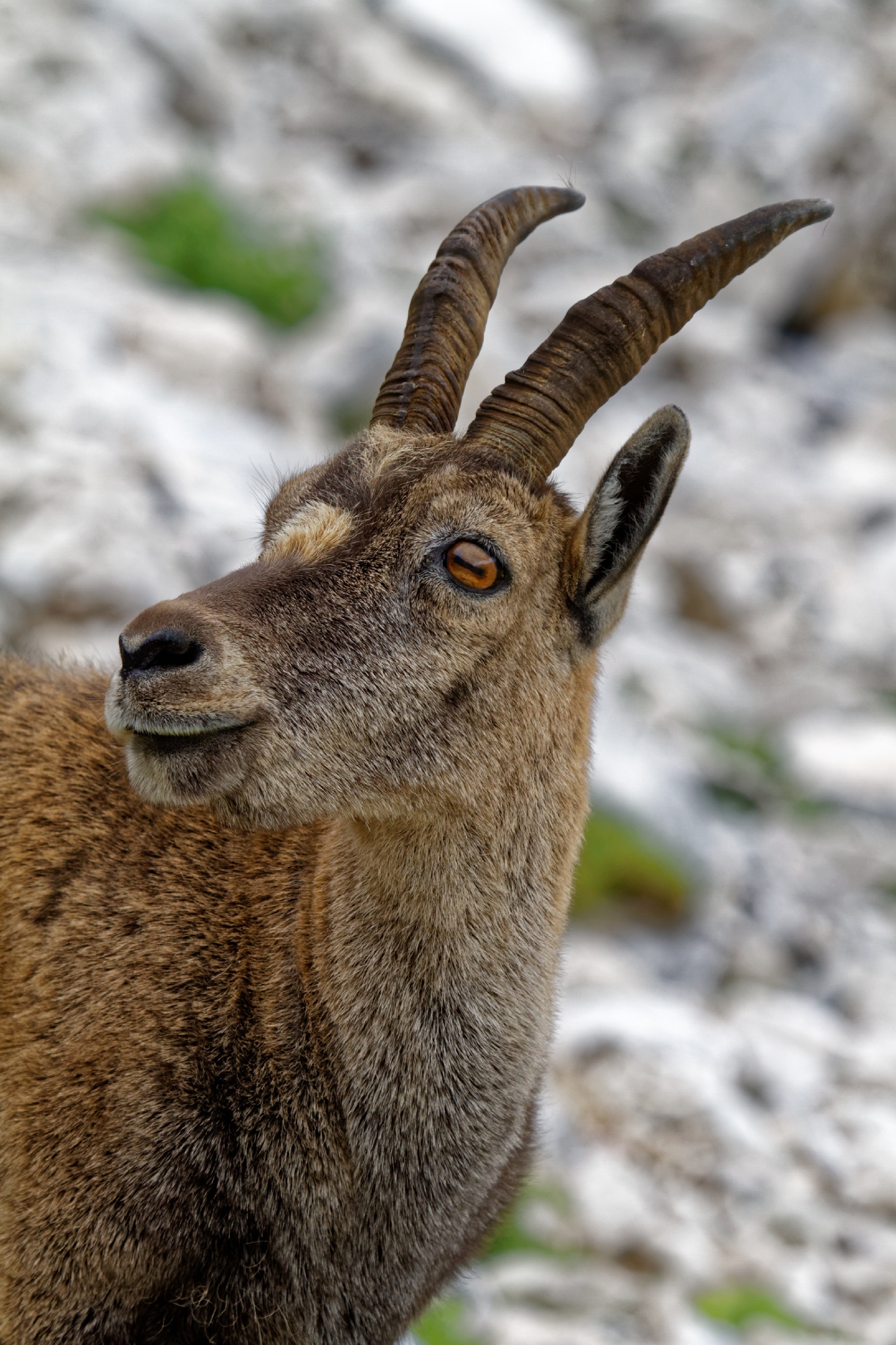 IBEX