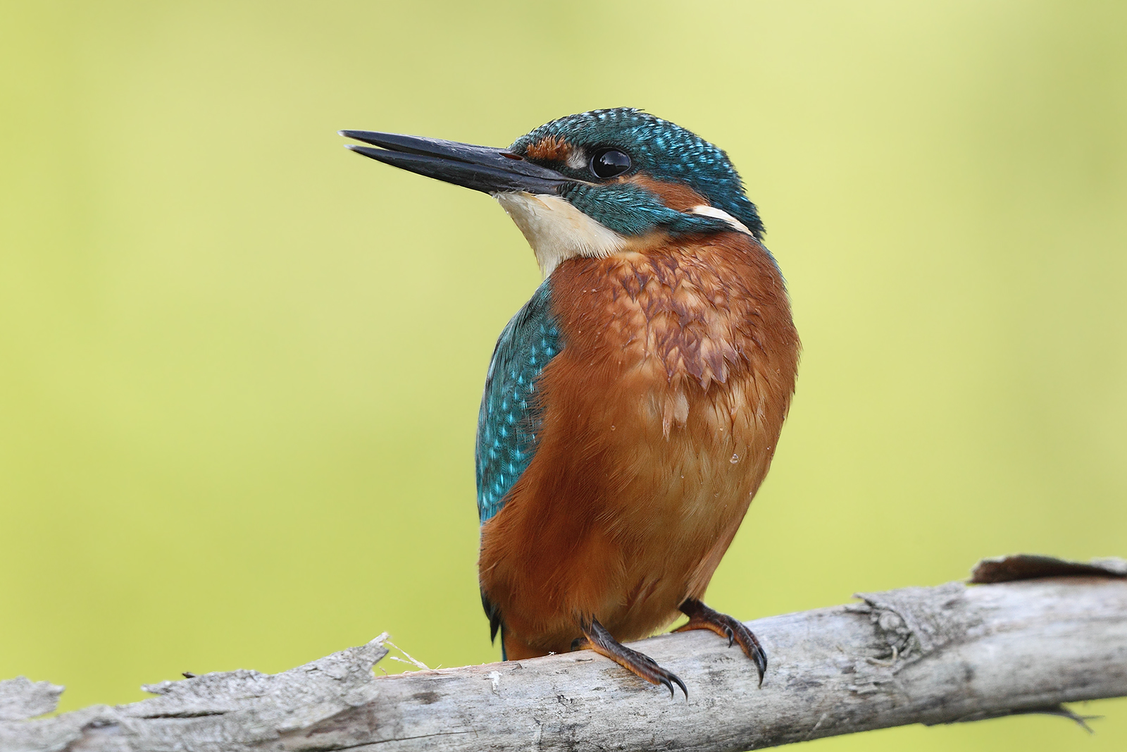 Martino in attesa di pescare