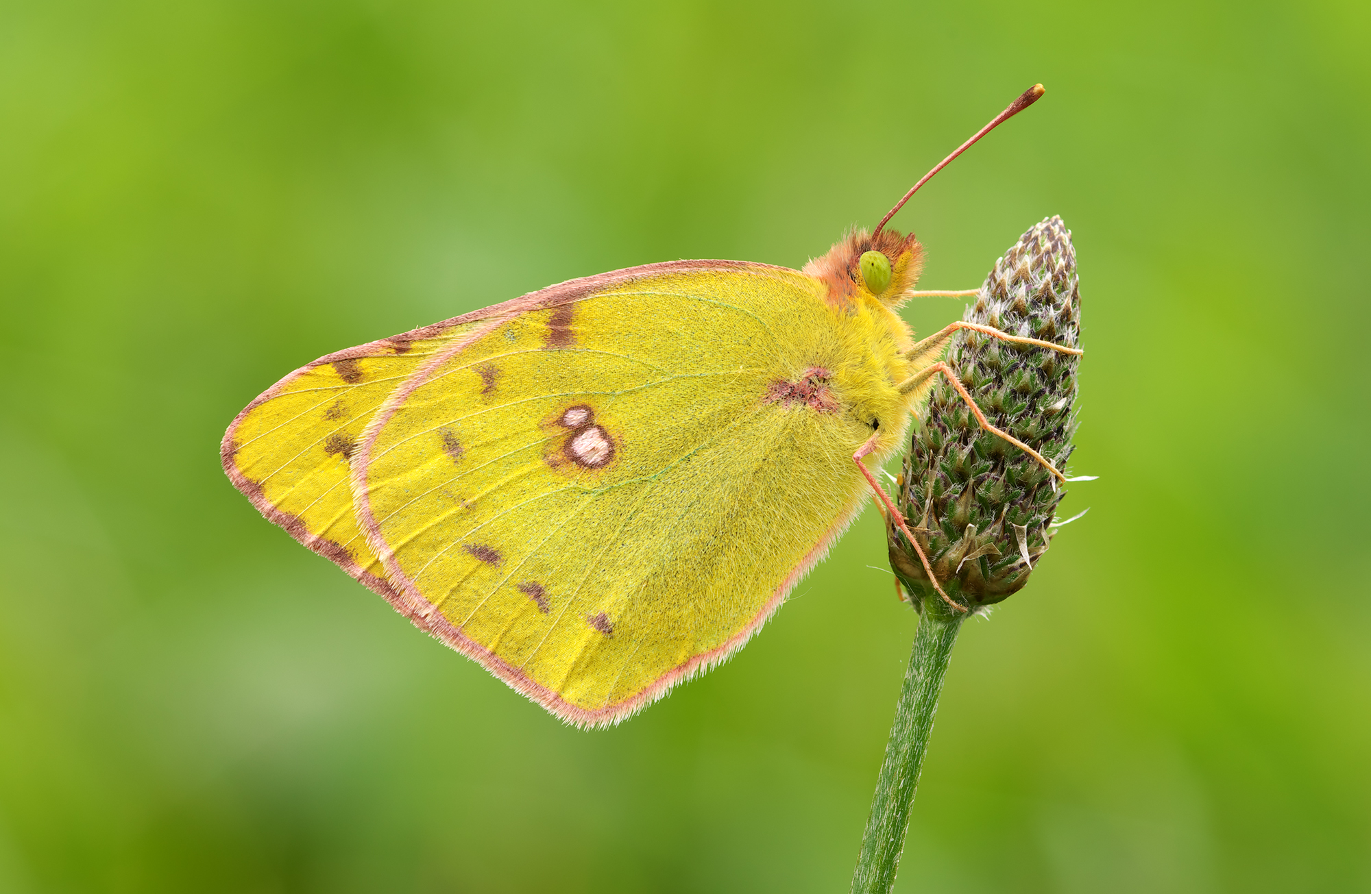 Colias hyale