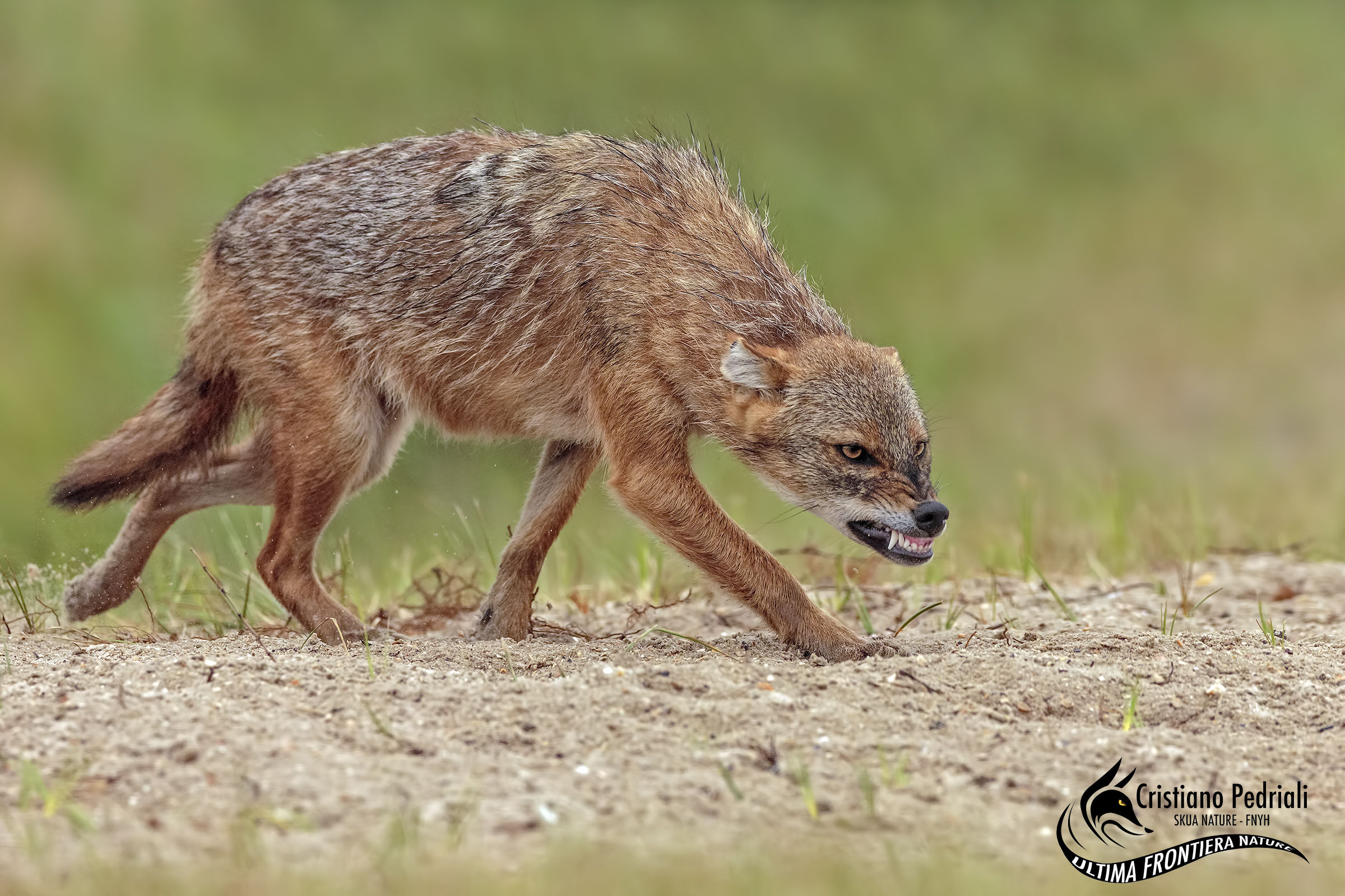 Growl .... (golden jackal)
