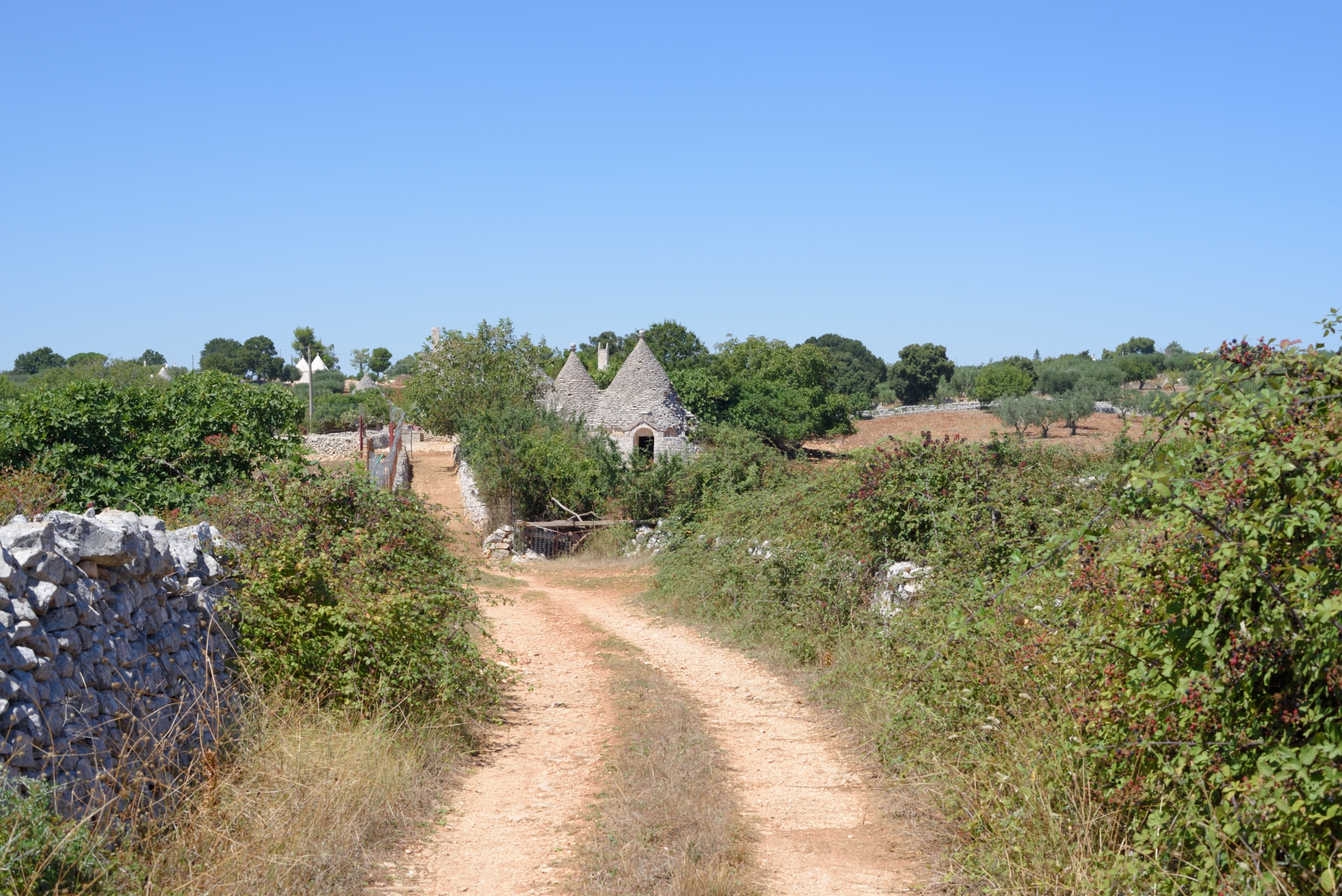 Apulian landscape