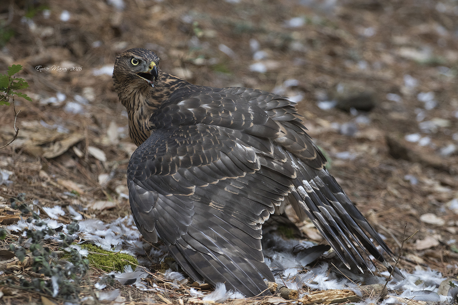 young Sardinian goshawk, two meters from my shed.